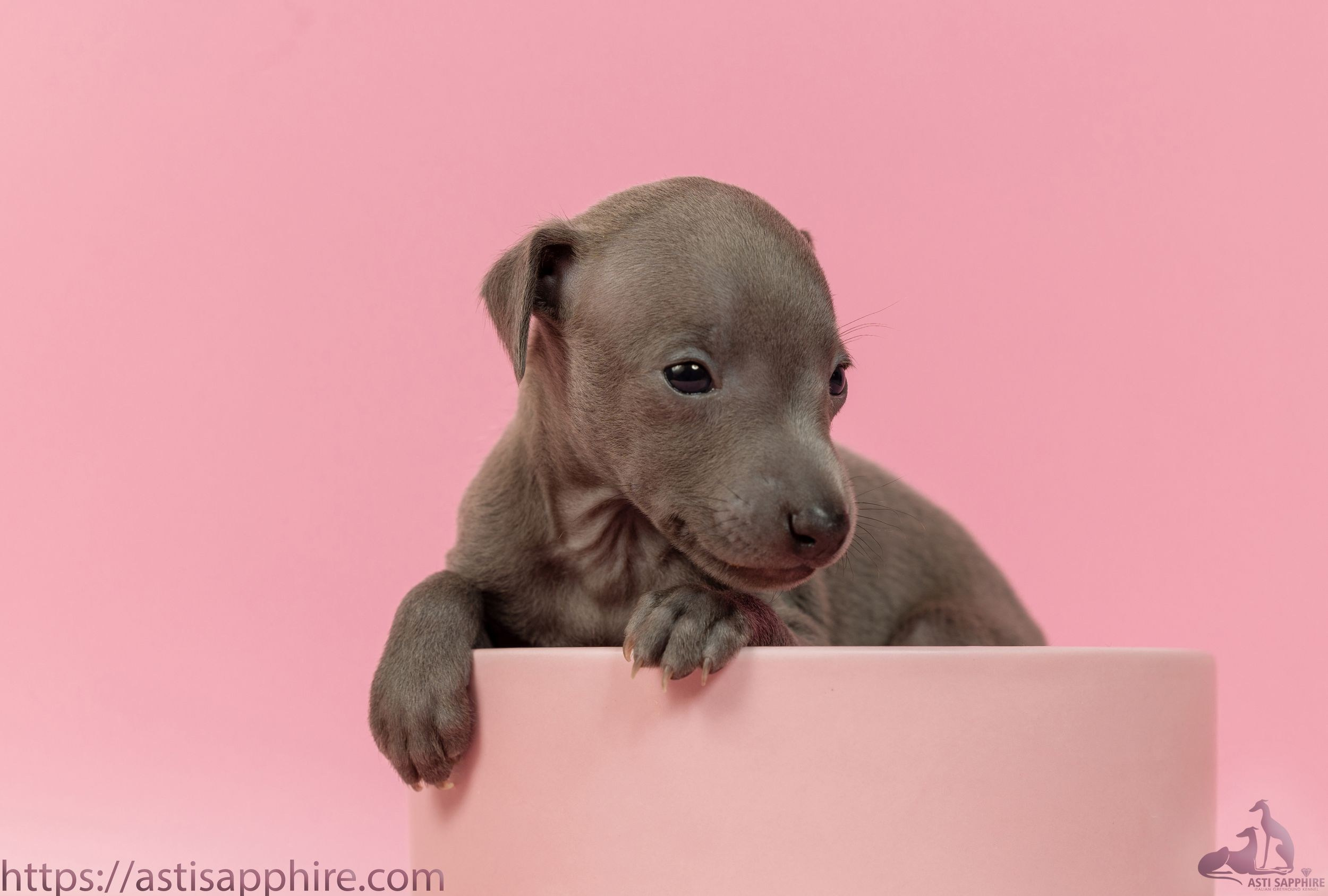 Июльские малыши. Professional Italian Greyhound Kennel RKF/FCI ASTI SAPPHIRE 💎 Sochi|St. Petersburg
