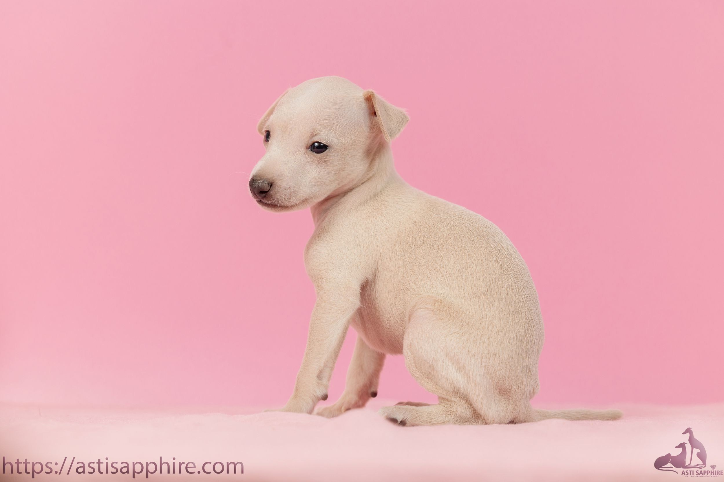 Июльские малыши. Professional Italian Greyhound Kennel RKF/FCI ASTI SAPPHIRE 💎 Sochi|St. Petersburg