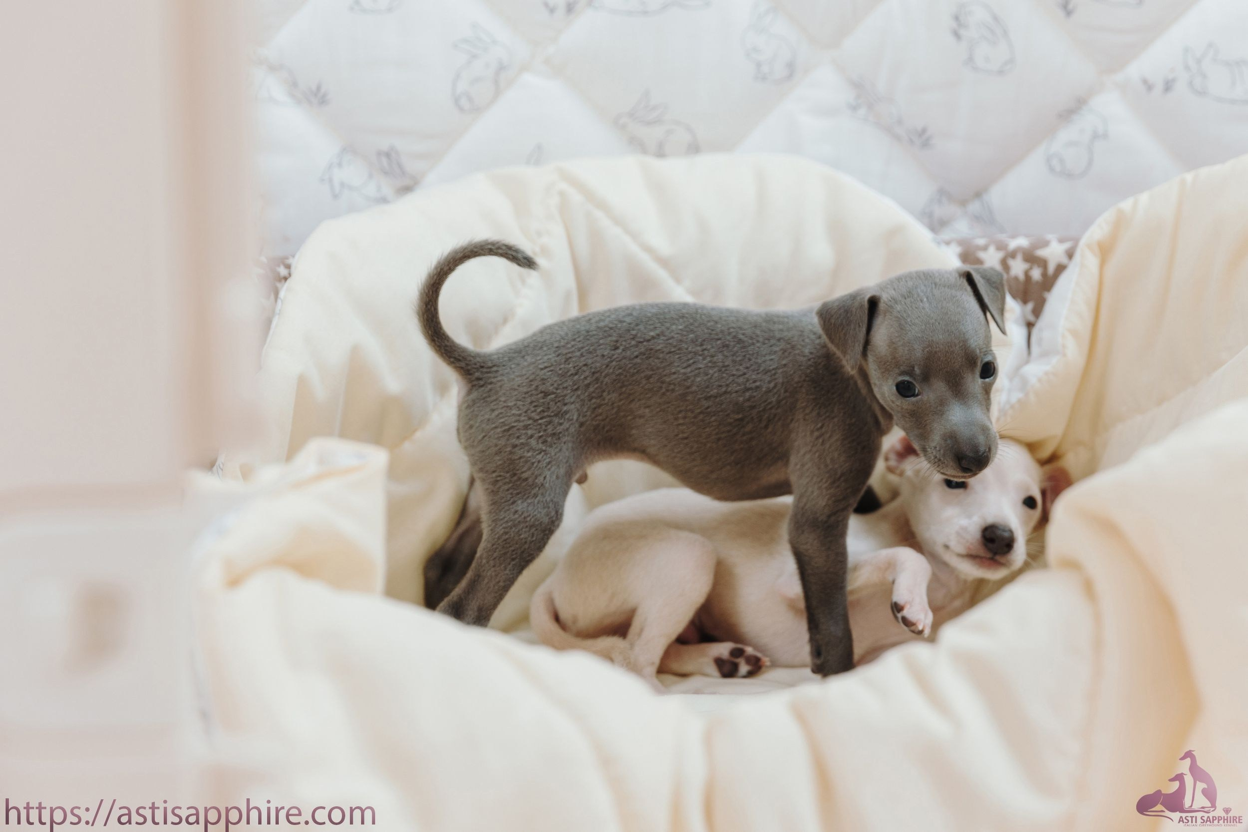Июльские малыши. Professional Italian Greyhound Kennel RKF/FCI ASTI SAPPHIRE 💎 Sochi|St. Petersburg