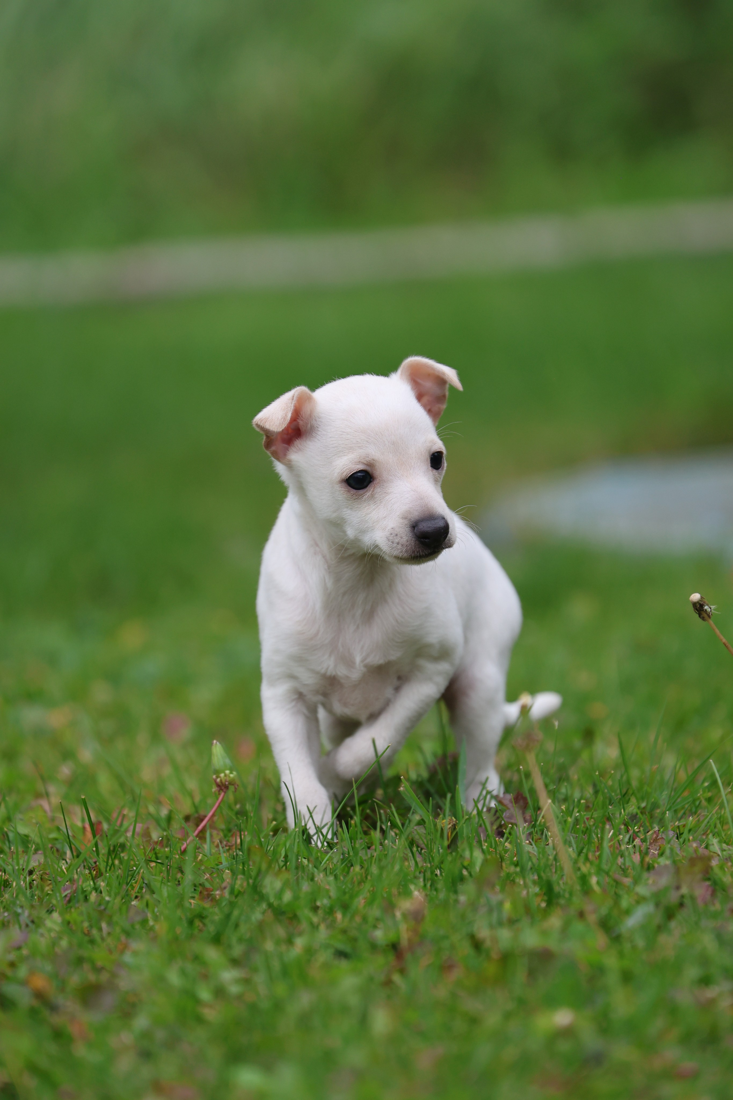 Жемчужные мальчики. Professional Italian Greyhound Kennel RKF/FCI ASTI SAPPHIRE 💎 Sochi|St. Petersburg