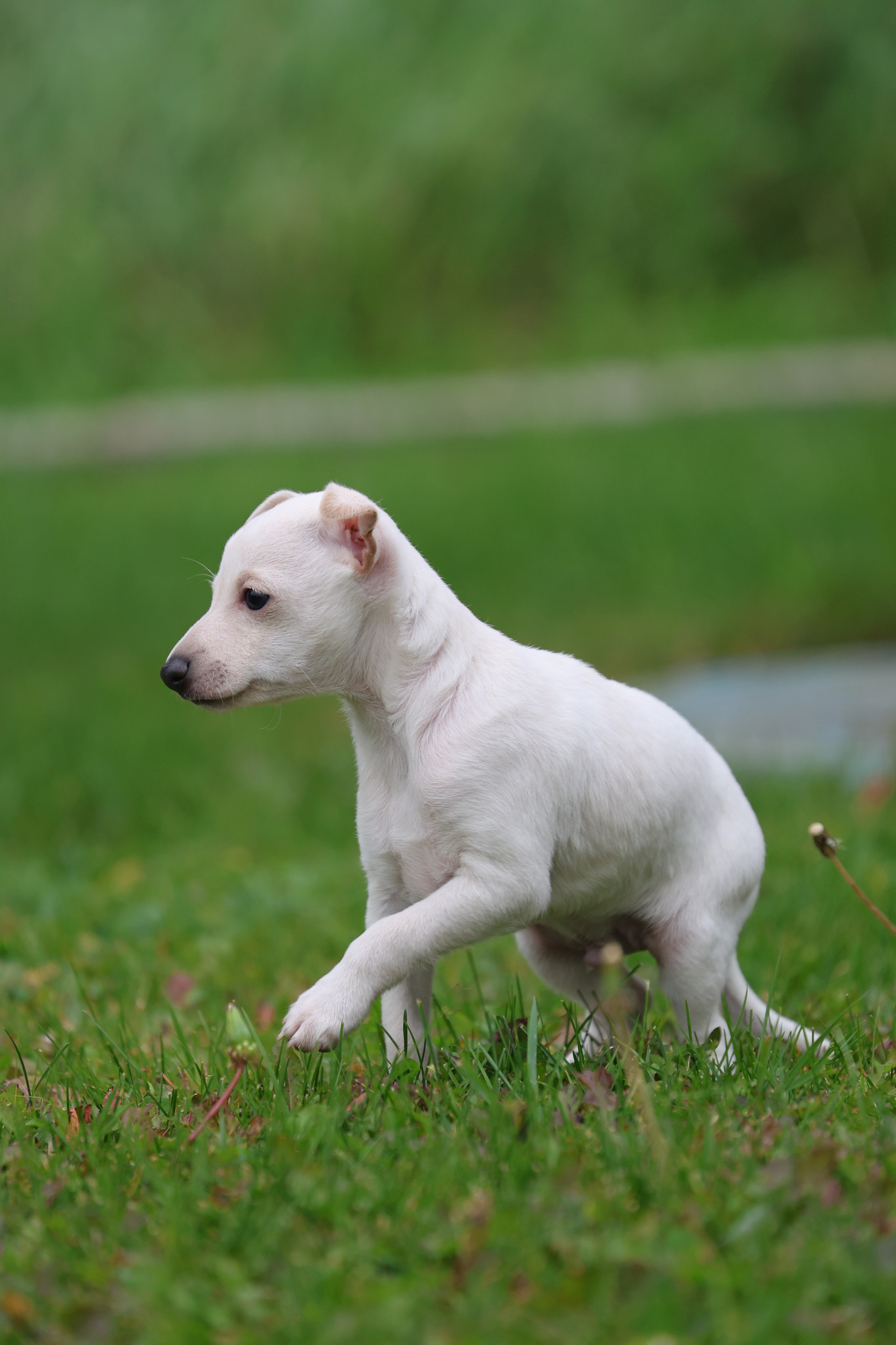 Жемчужные мальчики. Professional Italian Greyhound Kennel RKF/FCI ASTI SAPPHIRE 💎 Sochi|St. Petersburg