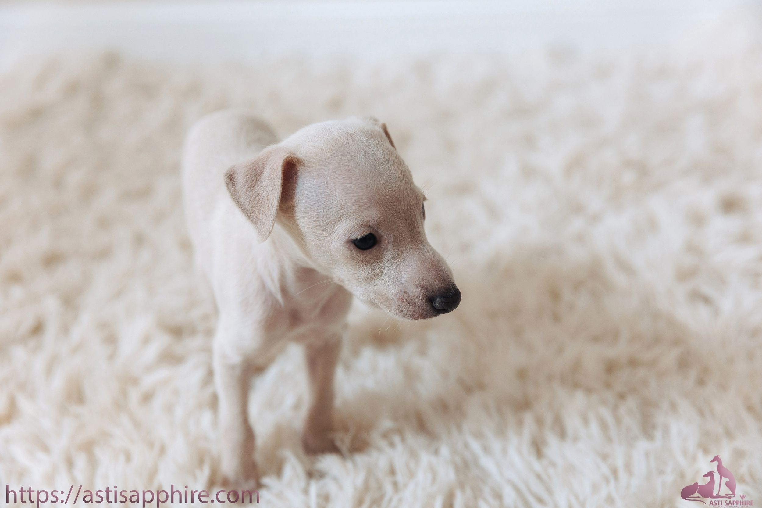 Июльские малыши. Professional Italian Greyhound Kennel RKF/FCI ASTI SAPPHIRE 💎 Sochi|St. Petersburg