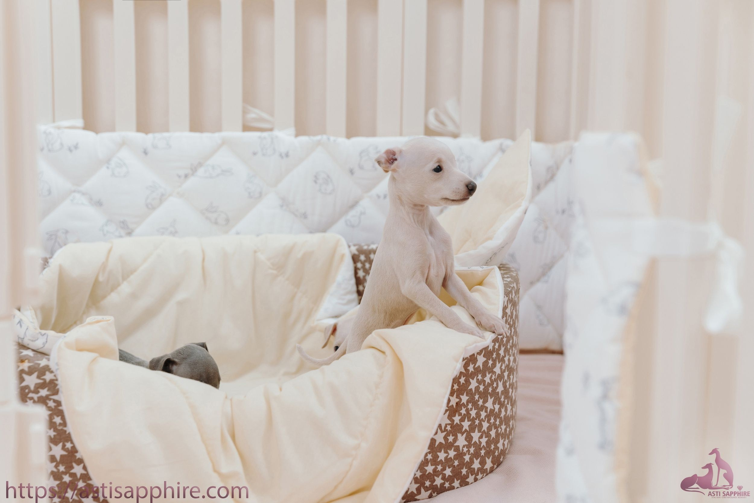 Июльские малыши. Professional Italian Greyhound Kennel RKF/FCI ASTI SAPPHIRE 💎 Sochi|St. Petersburg