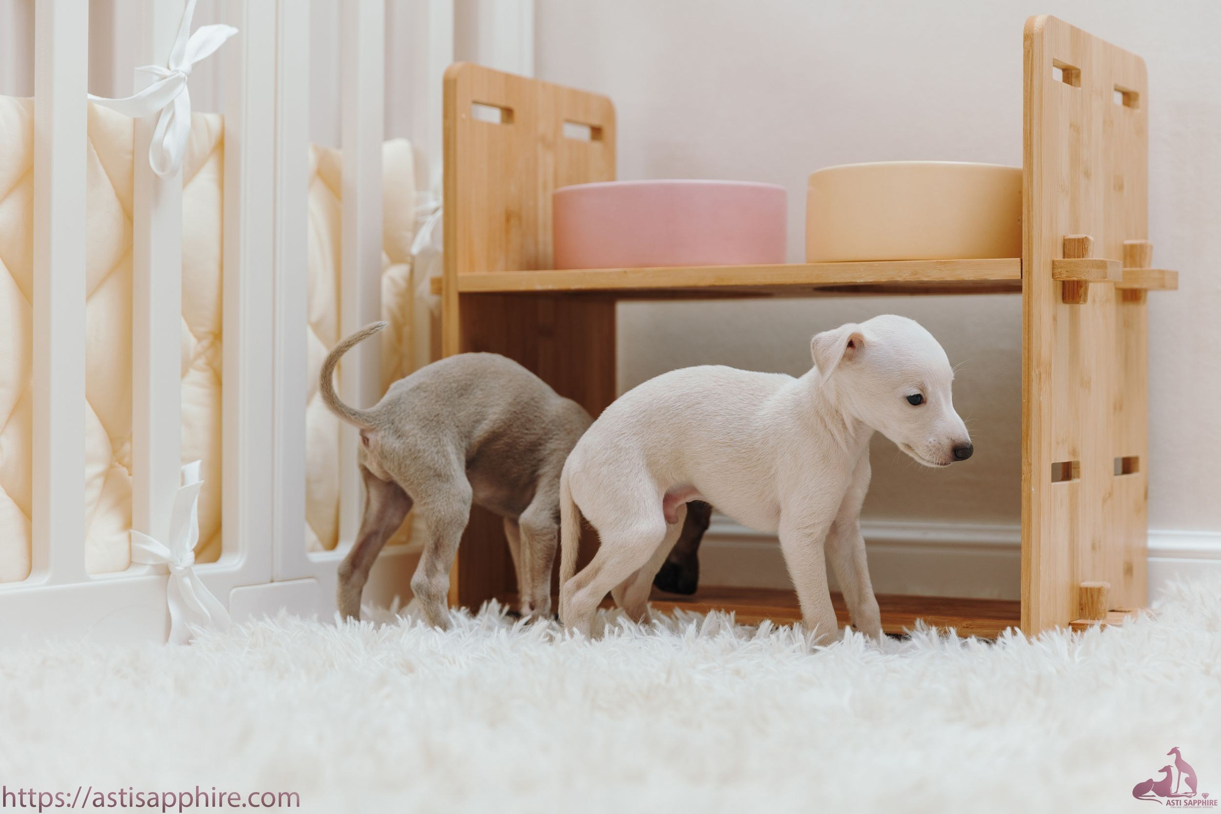 Июльские малыши. Professional Italian Greyhound Kennel RKF/FCI ASTI SAPPHIRE 💎 Sochi|St. Petersburg