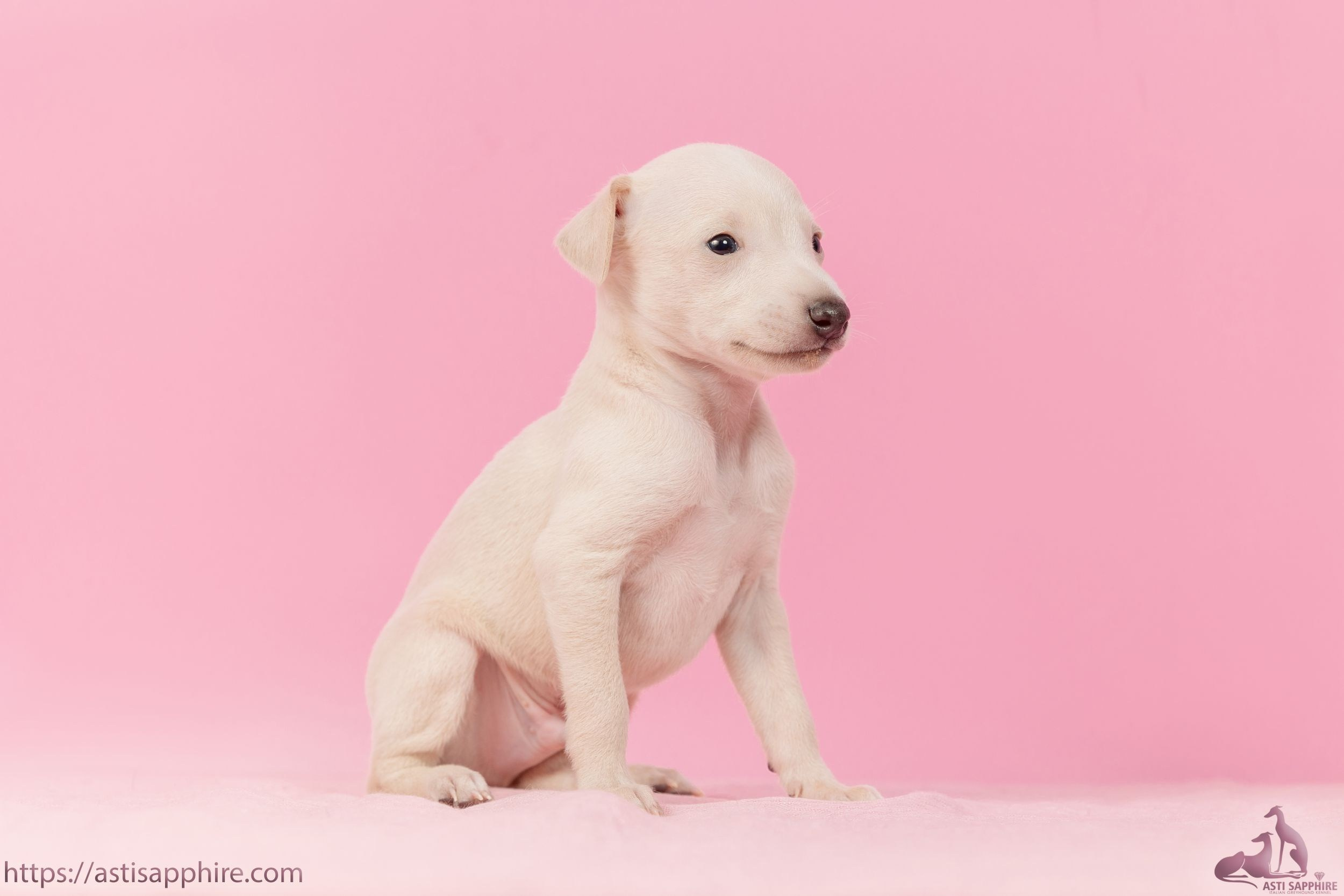 Июльские малыши. Professional Italian Greyhound Kennel RKF/FCI ASTI SAPPHIRE 💎 Sochi|St. Petersburg
