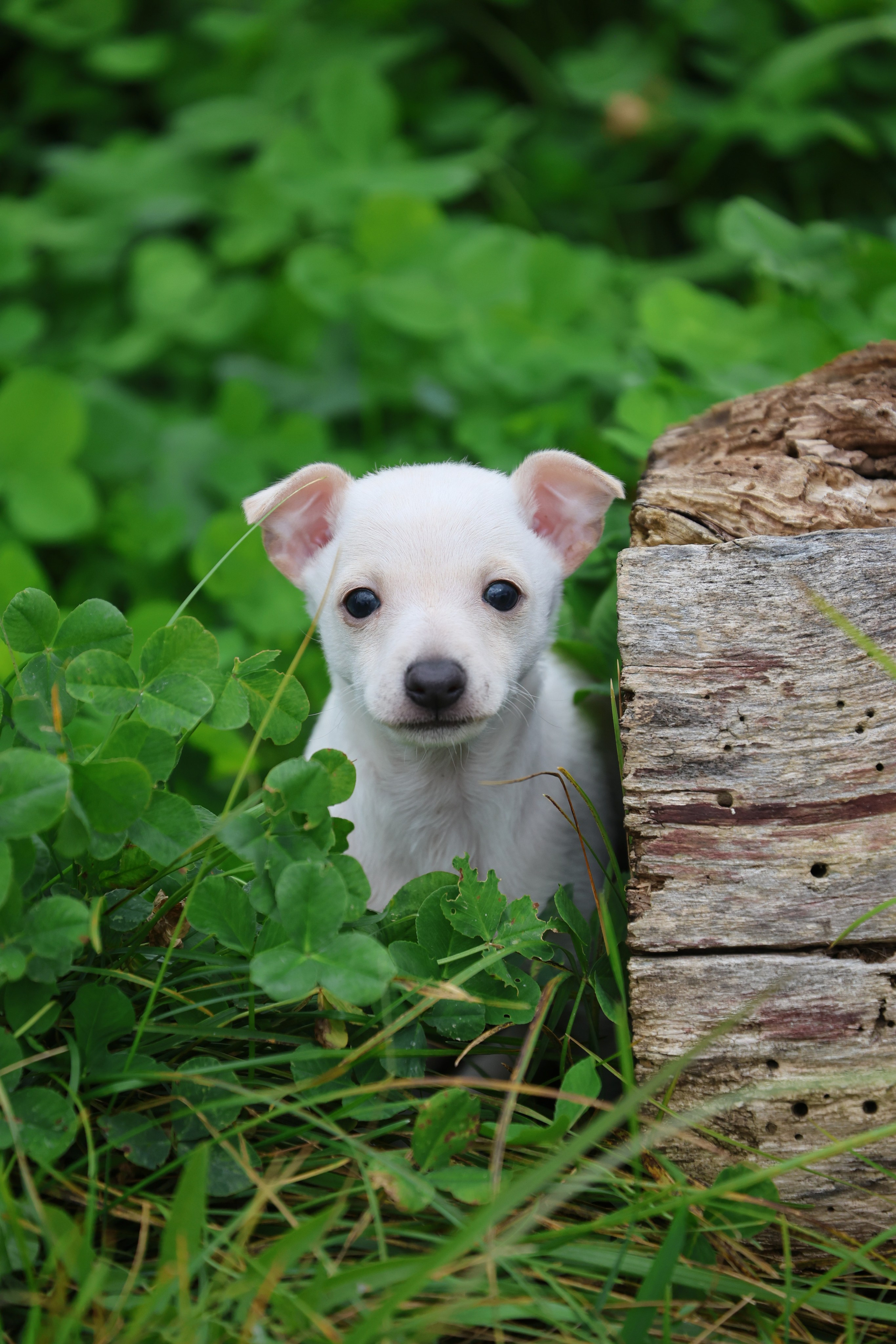 Жемчужные мальчики. Professional Italian Greyhound Kennel RKF/FCI ASTI SAPPHIRE 💎 Sochi|St. Petersburg