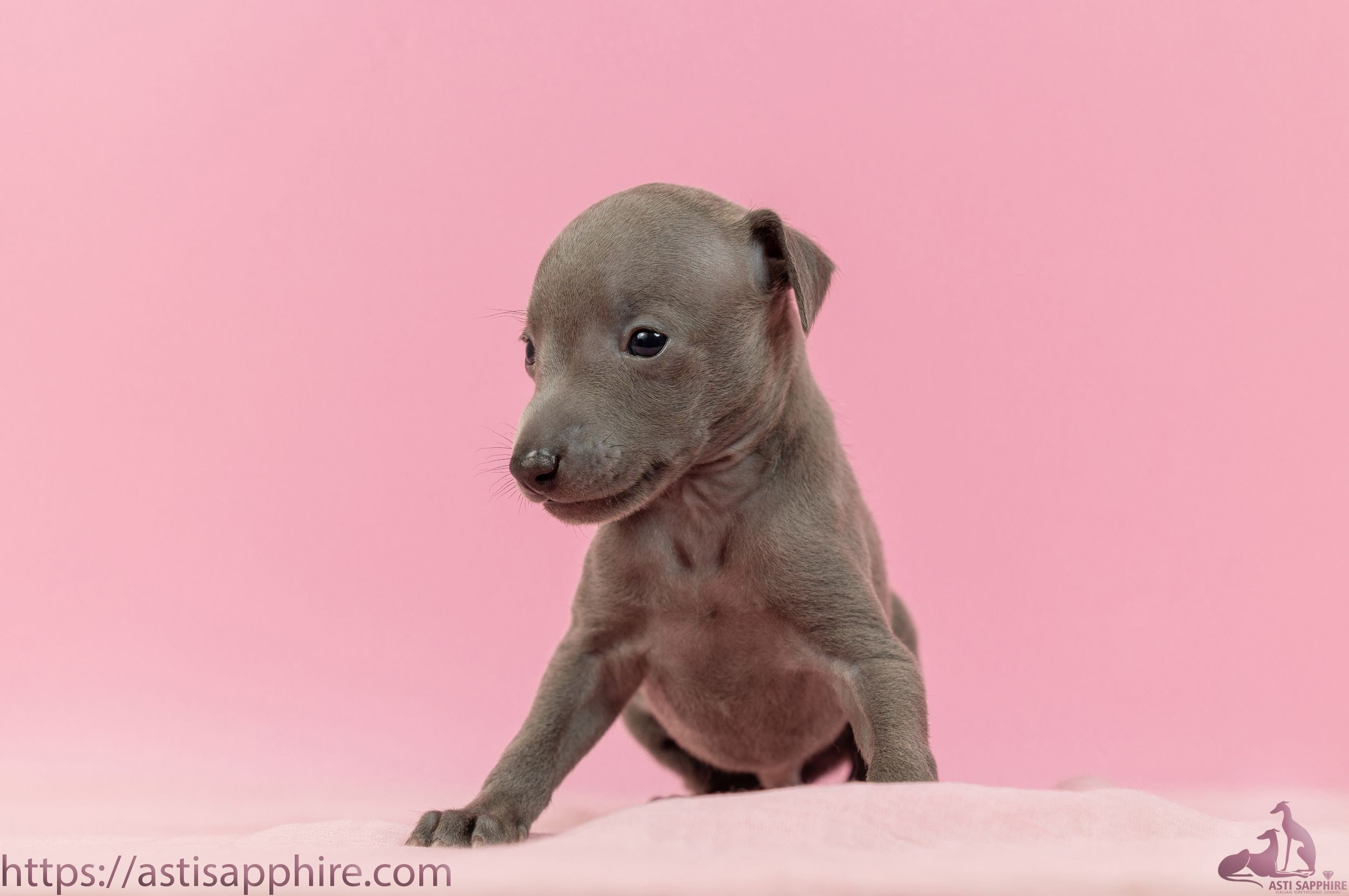 Июльские малыши. Professional Italian Greyhound Kennel RKF/FCI ASTI SAPPHIRE 💎 Sochi|St. Petersburg