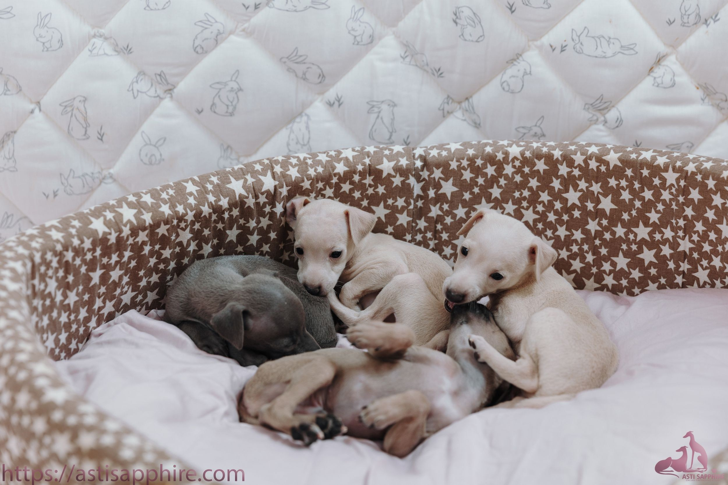 Июльские малыши. Professional Italian Greyhound Kennel RKF/FCI ASTI SAPPHIRE 💎 Sochi|St. Petersburg