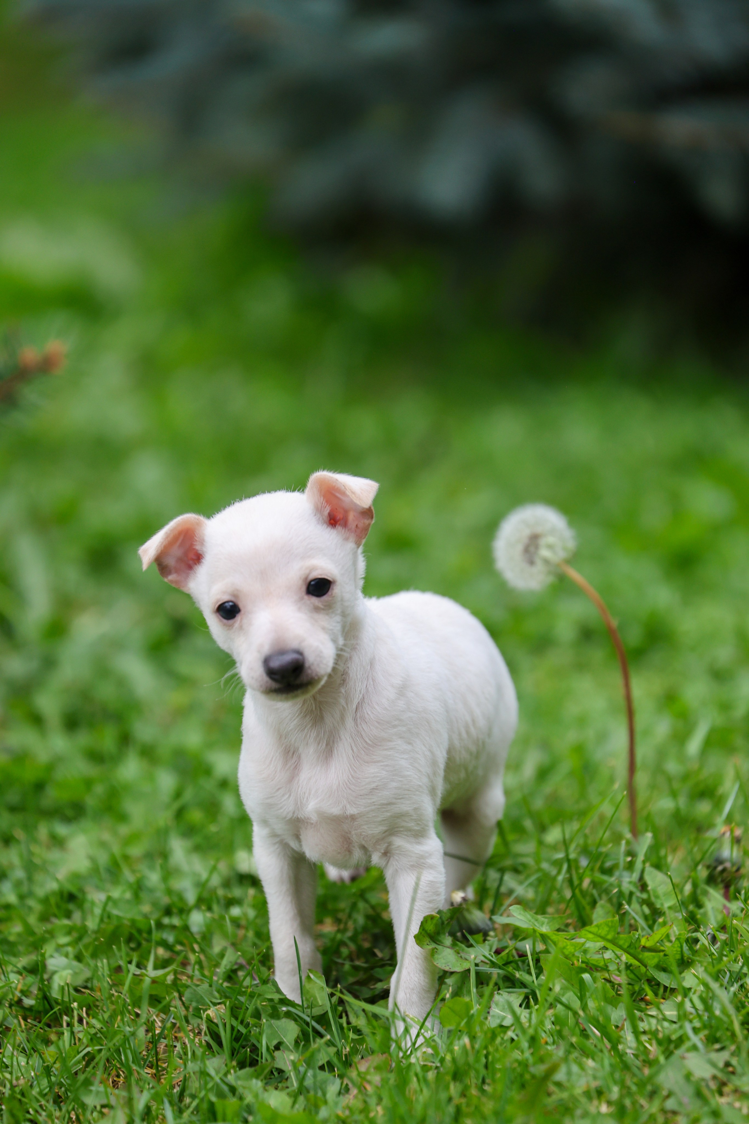 Жемчужные мальчики. Professional Italian Greyhound Kennel RKF/FCI ASTI SAPPHIRE 💎 Sochi|St. Petersburg
