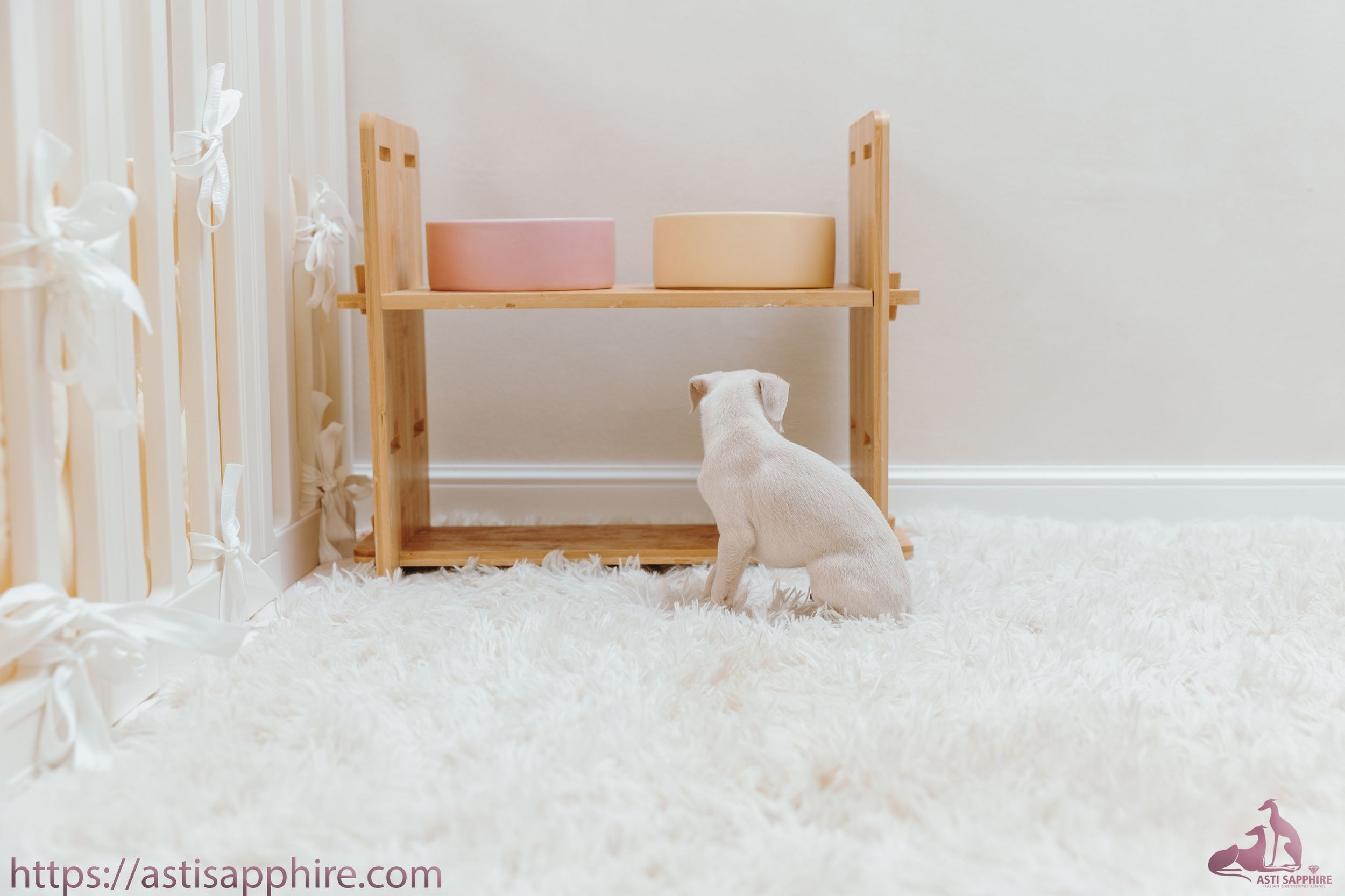Июльские малыши. Professional Italian Greyhound Kennel RKF/FCI ASTI SAPPHIRE 💎 Sochi|St. Petersburg