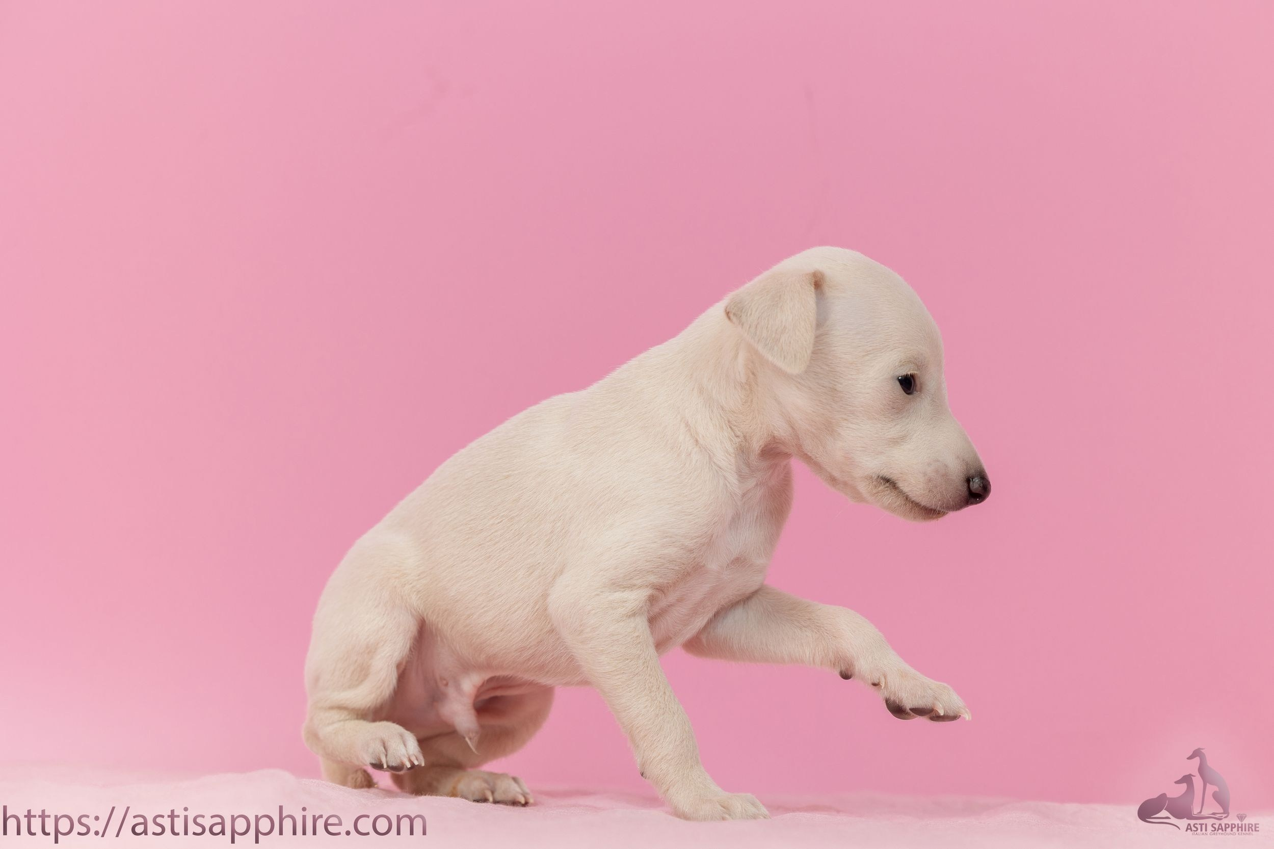Июльские малыши. Professional Italian Greyhound Kennel RKF/FCI ASTI SAPPHIRE 💎 Sochi|St. Petersburg