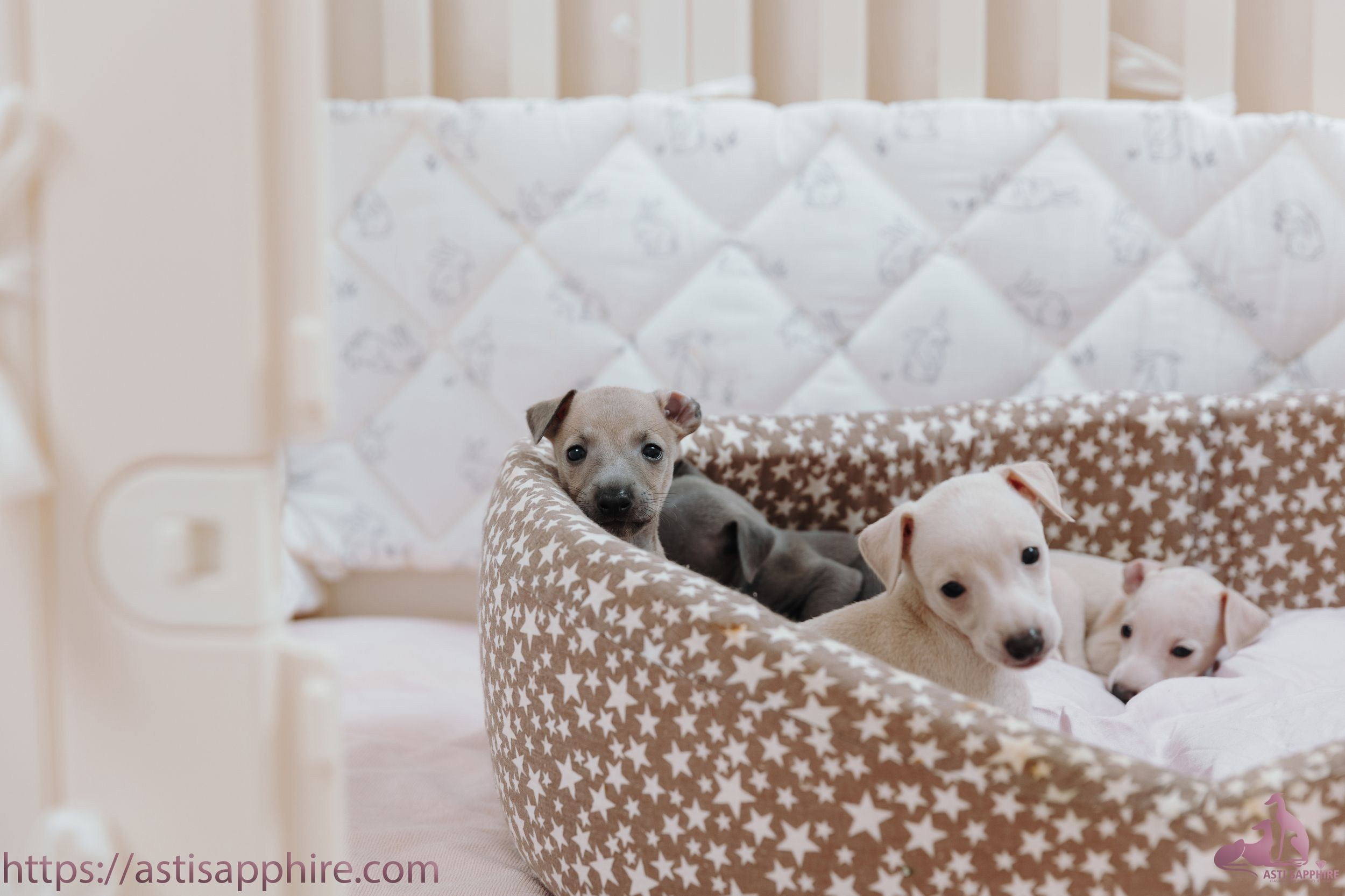Июльские малыши. Professional Italian Greyhound Kennel RKF/FCI ASTI SAPPHIRE 💎 Sochi|St. Petersburg