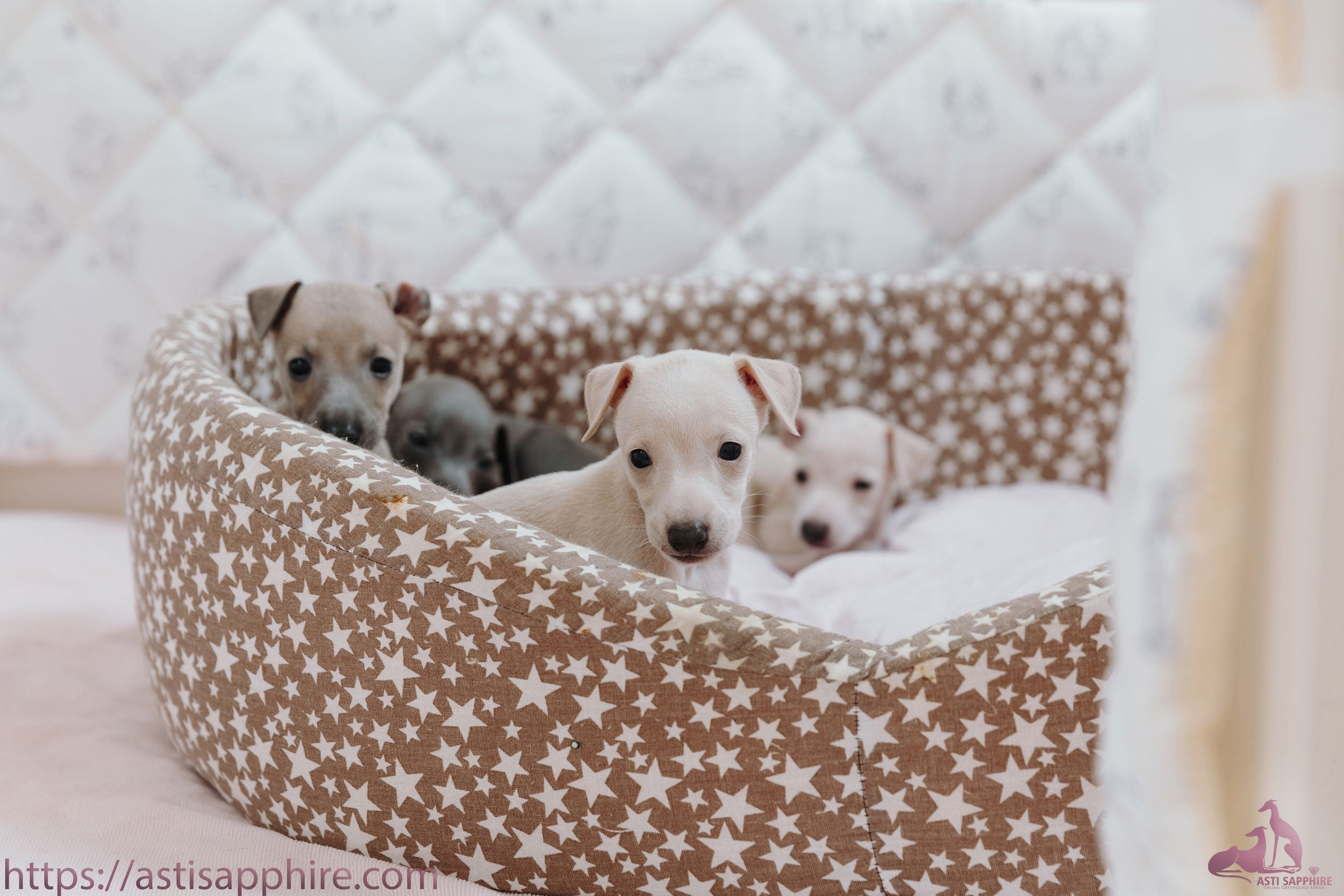 Июльские малыши. Professional Italian Greyhound Kennel RKF/FCI ASTI SAPPHIRE 💎 Sochi|St. Petersburg