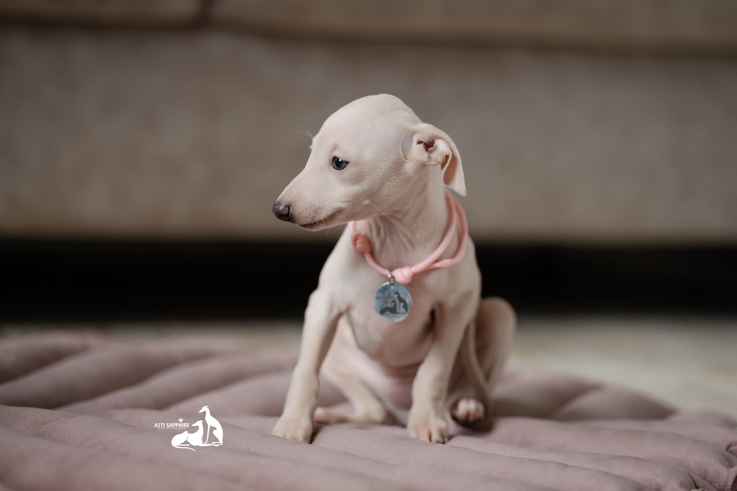 Белоснежные. Professional Italian Greyhound Kennel RKF/FCI ASTI SAPPHIRE 💎 Sochi|St. Petersburg