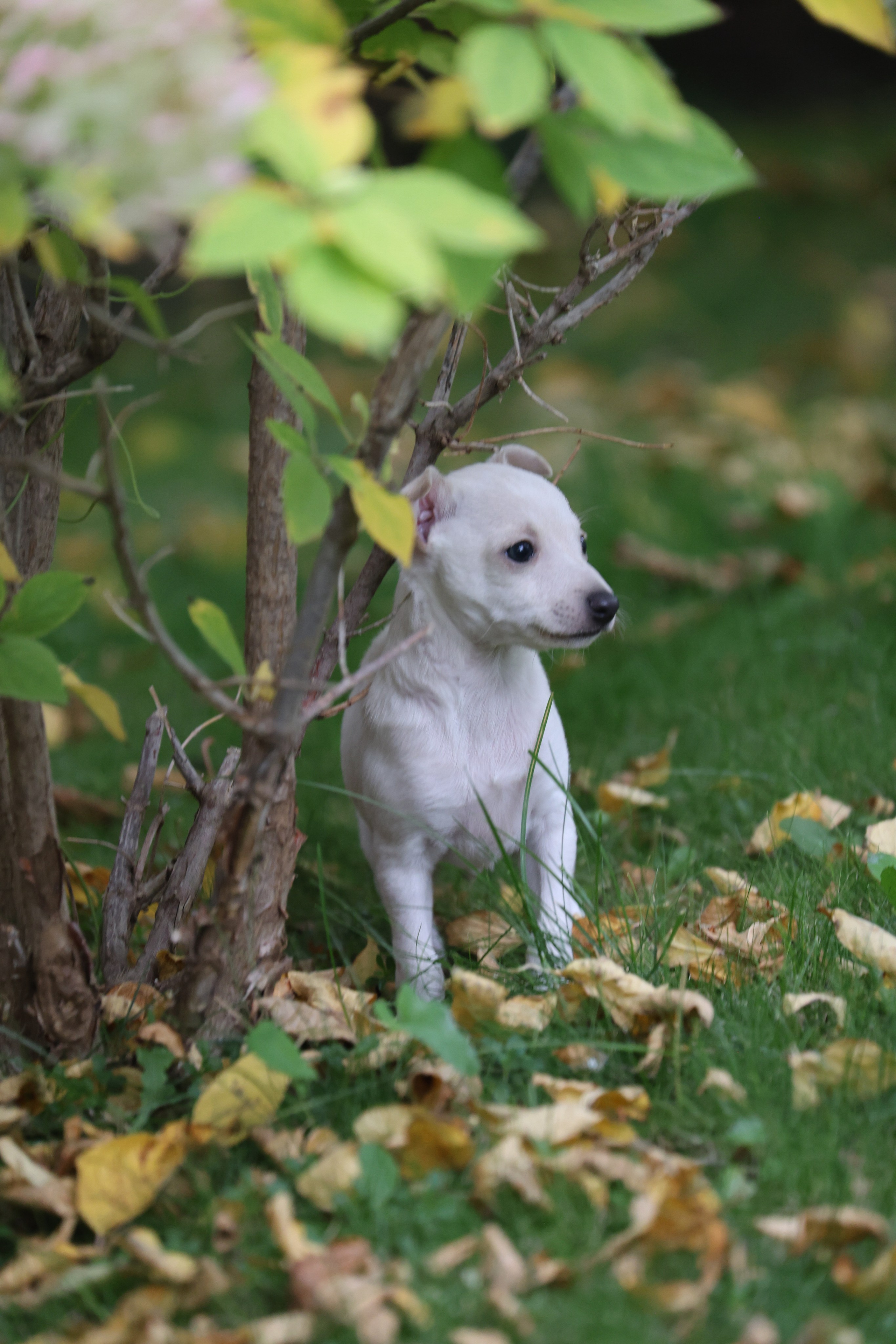 Жемчужные мальчики. Professional Italian Greyhound Kennel RKF/FCI ASTI SAPPHIRE 💎 Sochi|St. Petersburg