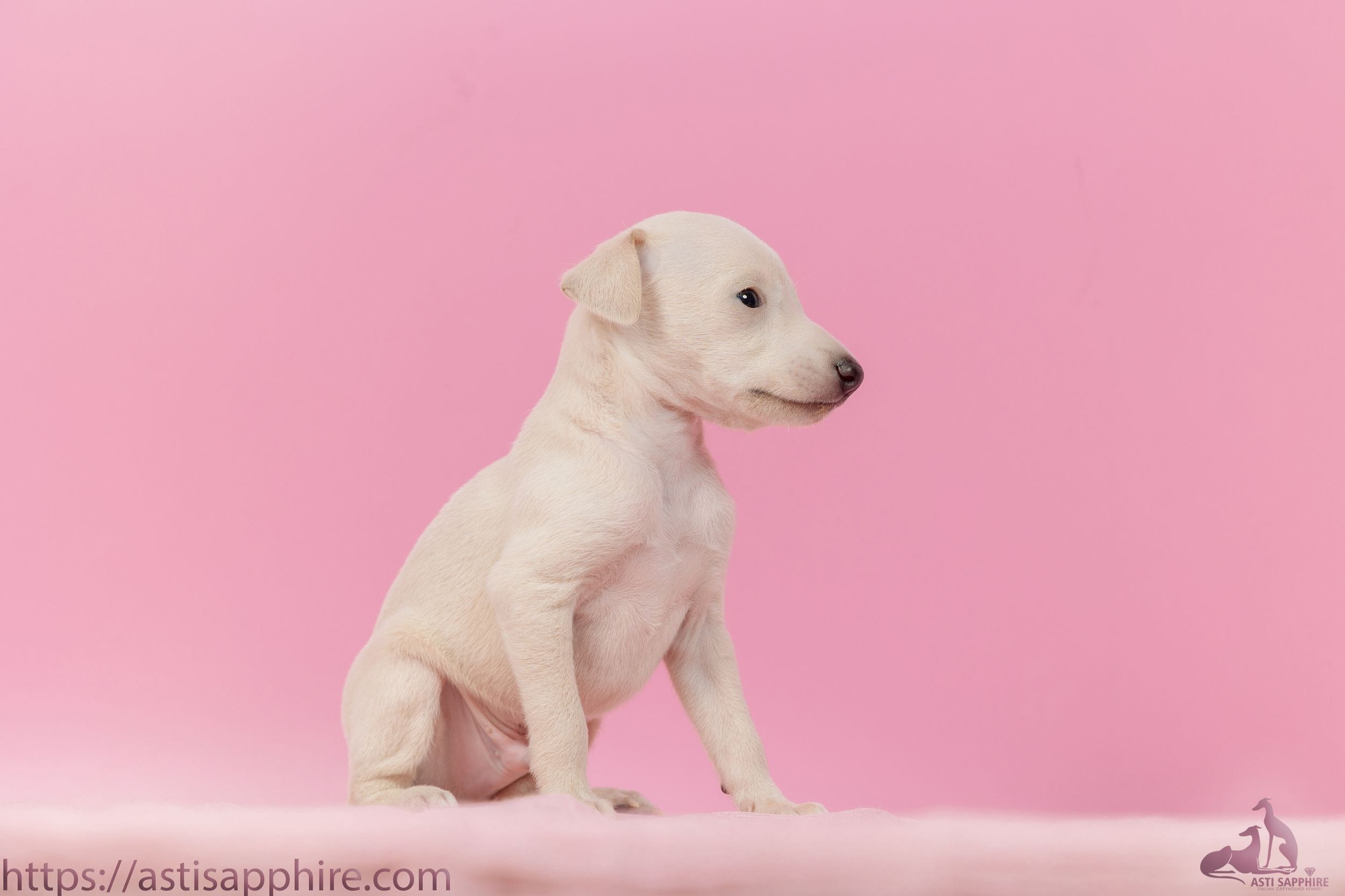 Июльские малыши. Professional Italian Greyhound Kennel RKF/FCI ASTI SAPPHIRE 💎 Sochi|St. Petersburg
