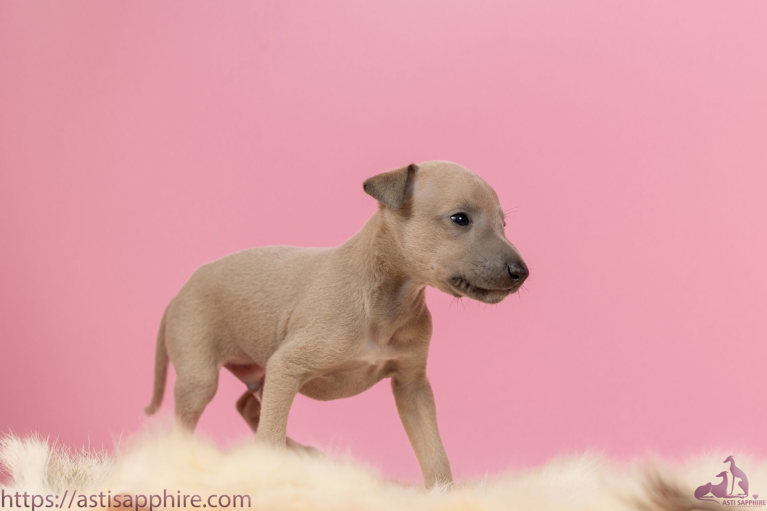 Июльские малыши. Professional Italian Greyhound Kennel RKF/FCI ASTI SAPPHIRE 💎 Sochi|St. Petersburg