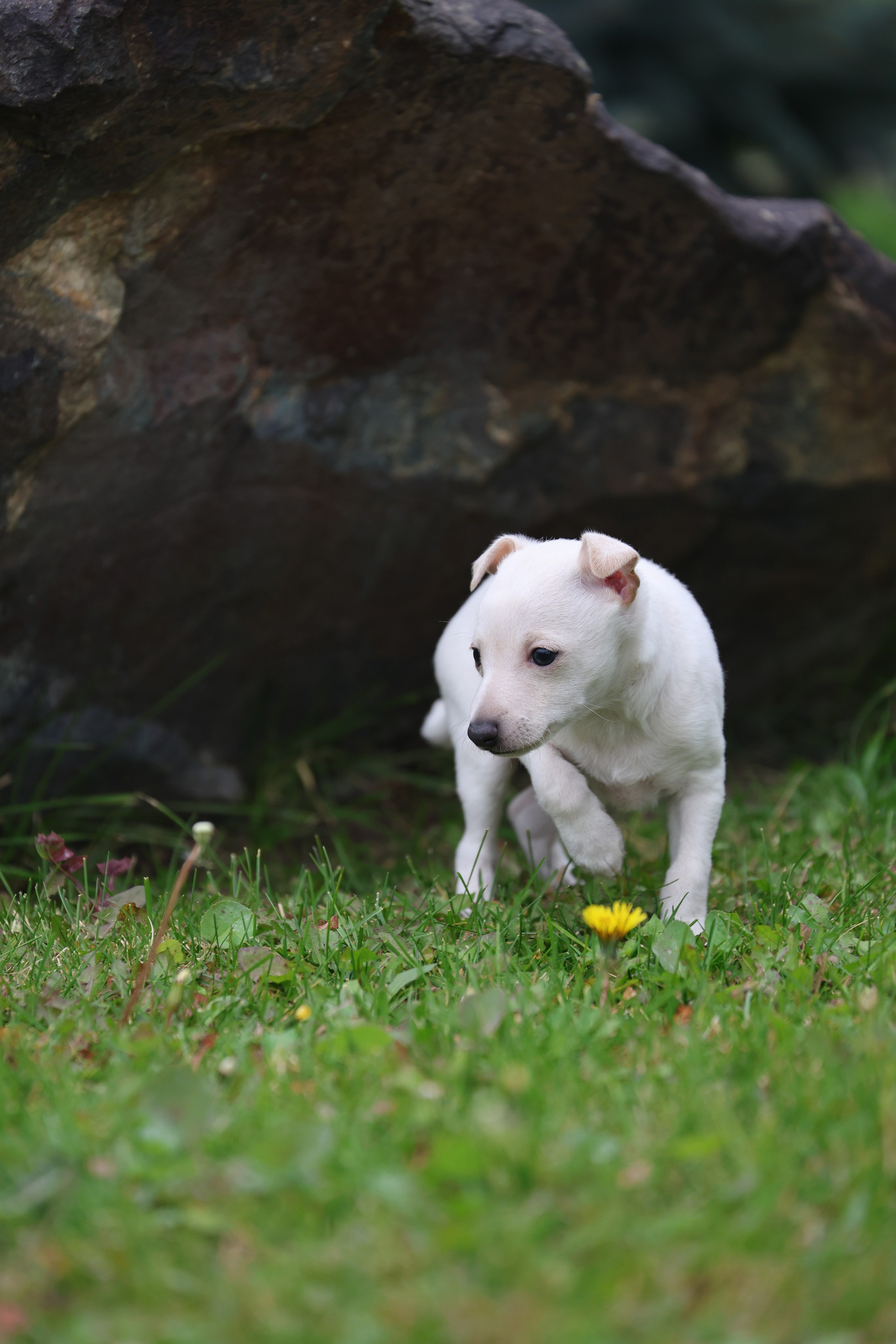 Жемчужные мальчики. Professional Italian Greyhound Kennel RKF/FCI ASTI SAPPHIRE 💎 Sochi|St. Petersburg