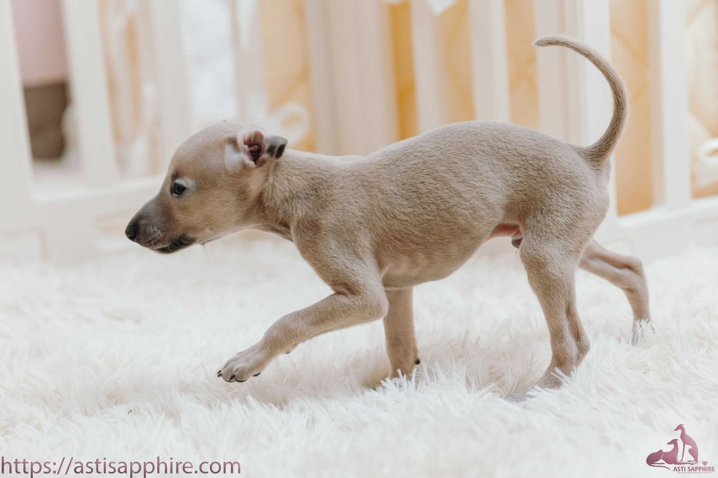 Июльские малыши. Professional Italian Greyhound Kennel RKF/FCI ASTI SAPPHIRE 💎 Sochi|St. Petersburg