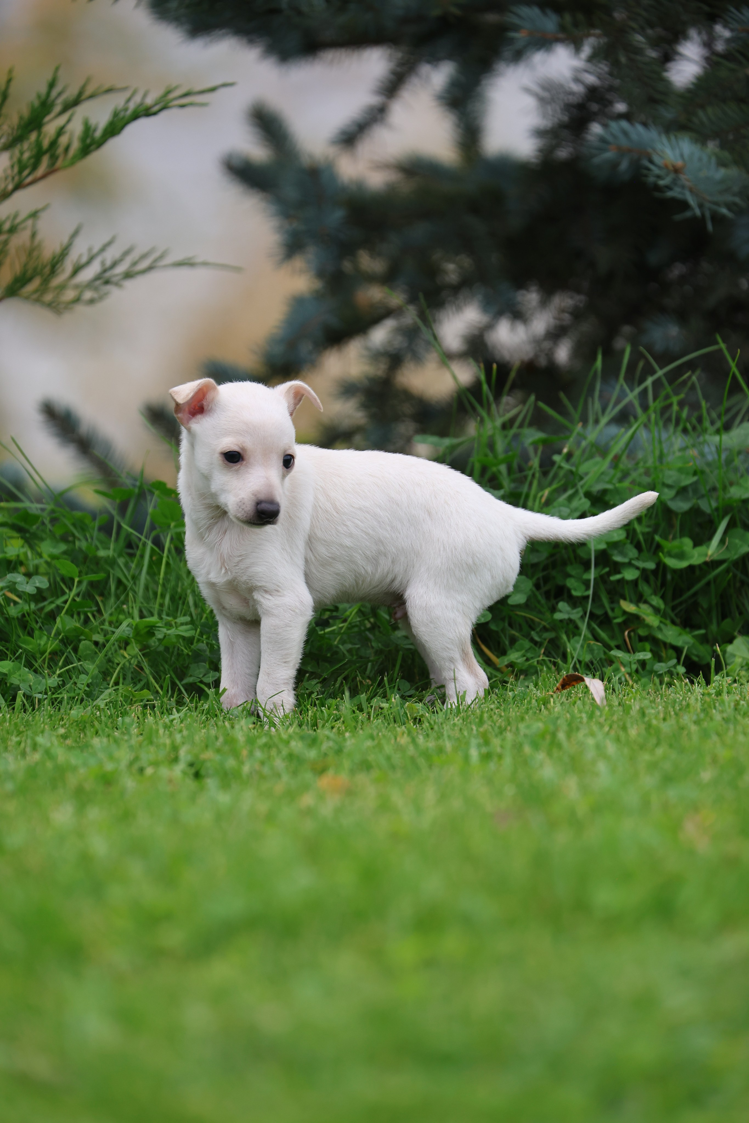 Жемчужные мальчики. Professional Italian Greyhound Kennel RKF/FCI ASTI SAPPHIRE 💎 Sochi|St. Petersburg