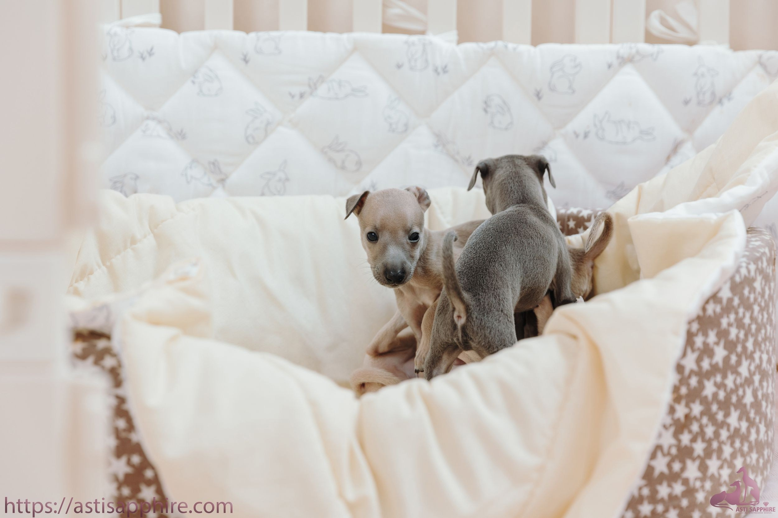 Июльские малыши. Professional Italian Greyhound Kennel RKF/FCI ASTI SAPPHIRE 💎 Sochi|St. Petersburg