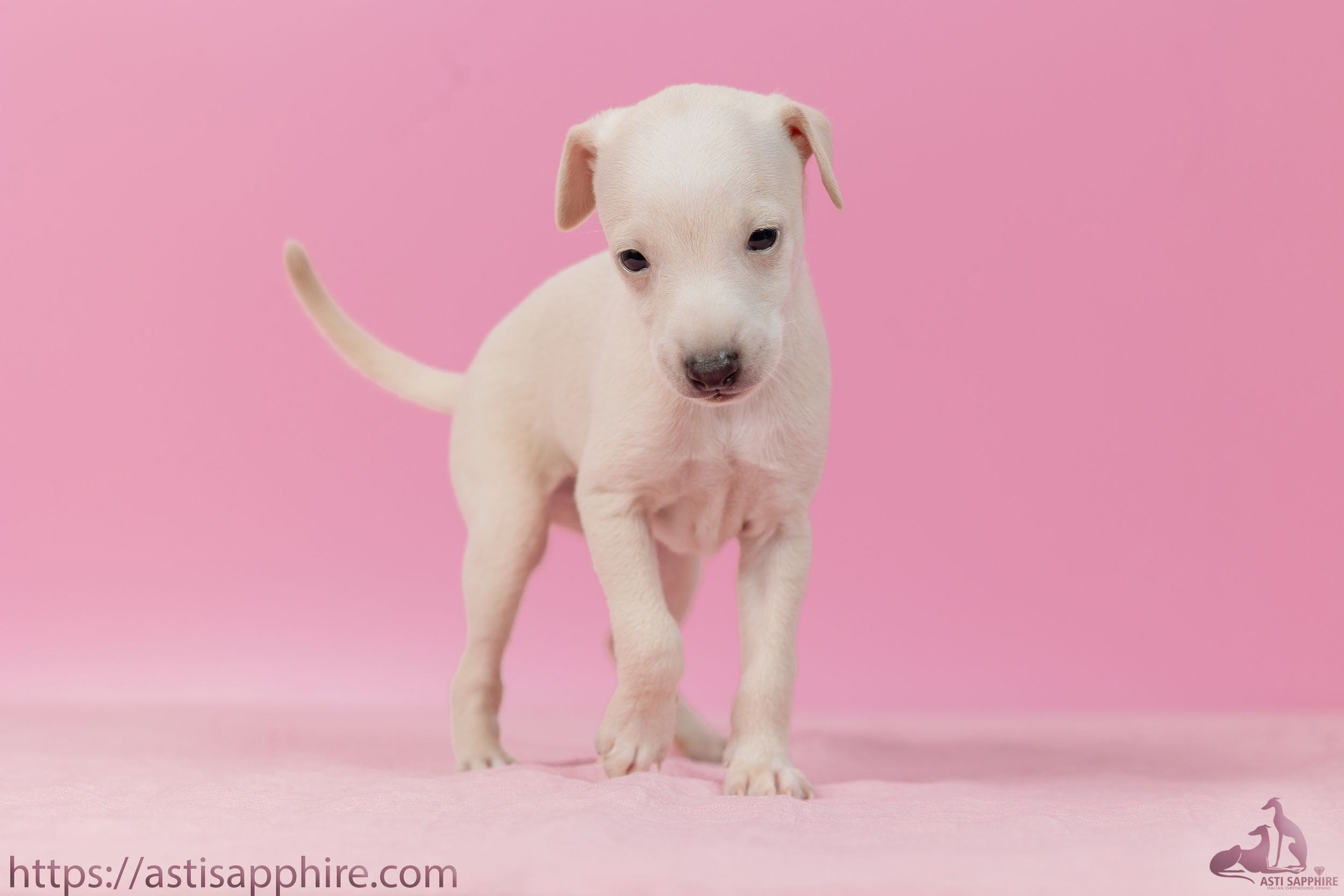 Июльские малыши. Professional Italian Greyhound Kennel RKF/FCI ASTI SAPPHIRE 💎 Sochi|St. Petersburg
