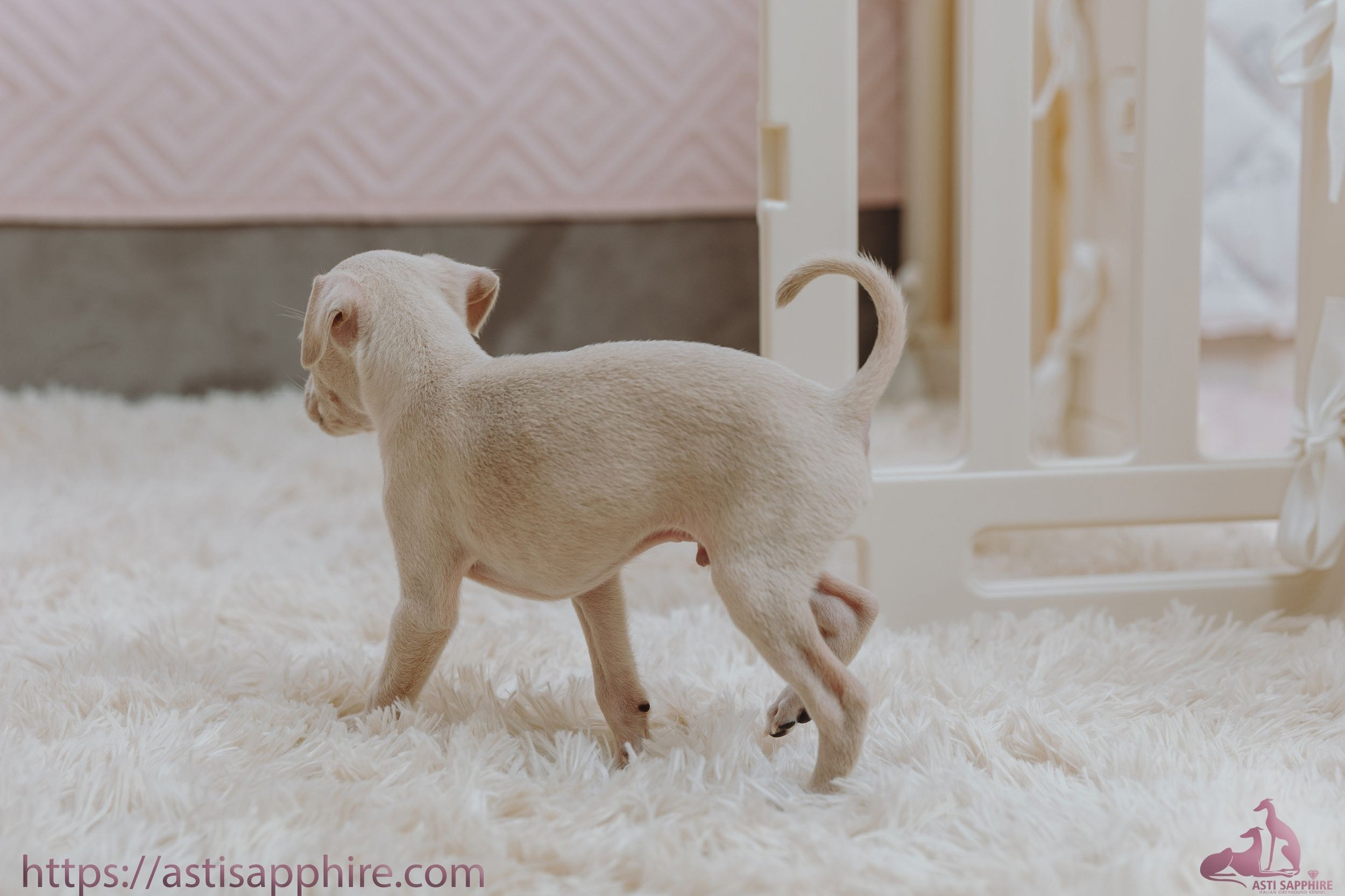 Июльские малыши. Professional Italian Greyhound Kennel RKF/FCI ASTI SAPPHIRE 💎 Sochi|St. Petersburg