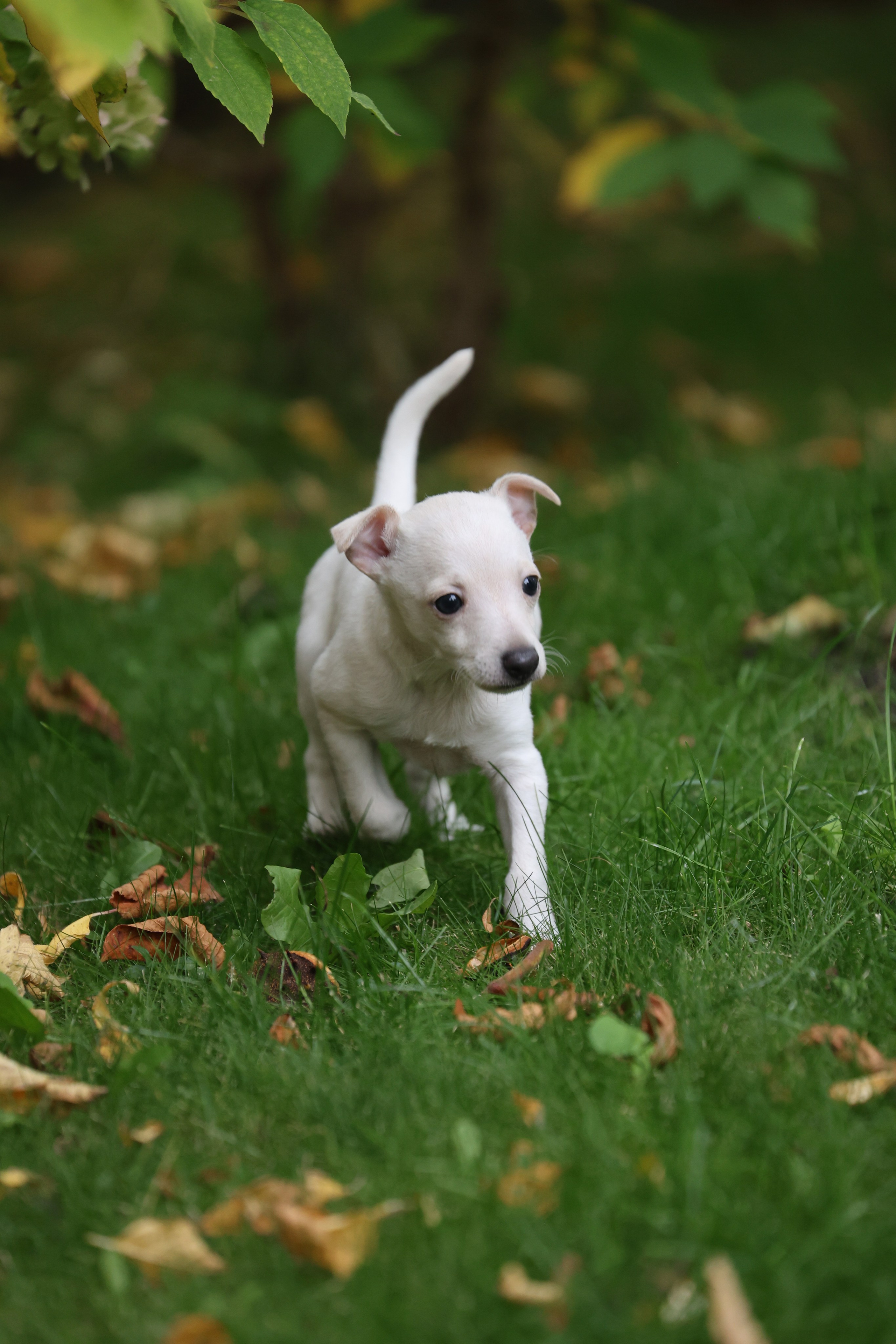 Жемчужные мальчики. Professional Italian Greyhound Kennel RKF/FCI ASTI SAPPHIRE 💎 Sochi|St. Petersburg