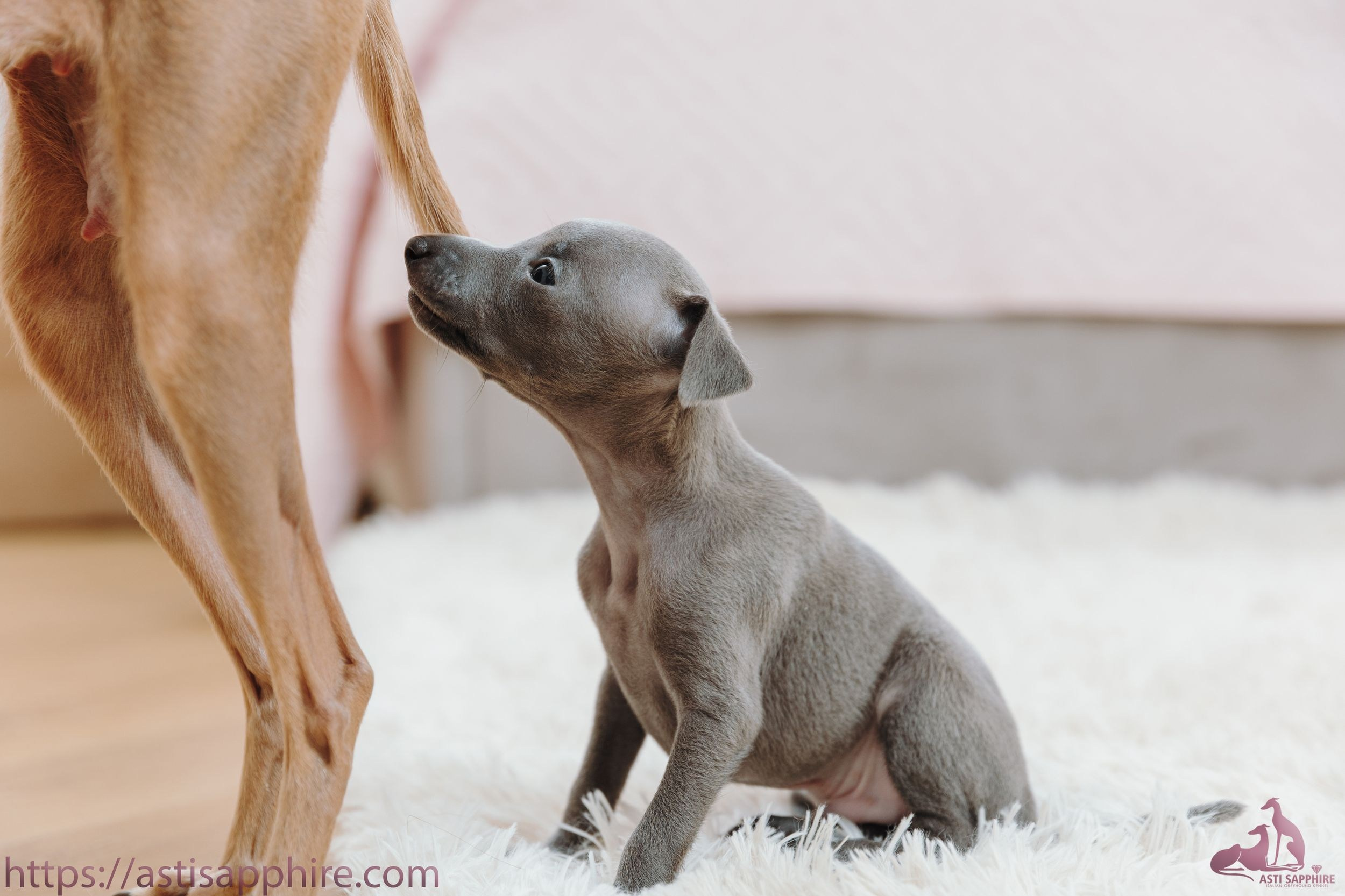 Июльские малыши. Professional Italian Greyhound Kennel RKF/FCI ASTI SAPPHIRE 💎 Sochi|St. Petersburg