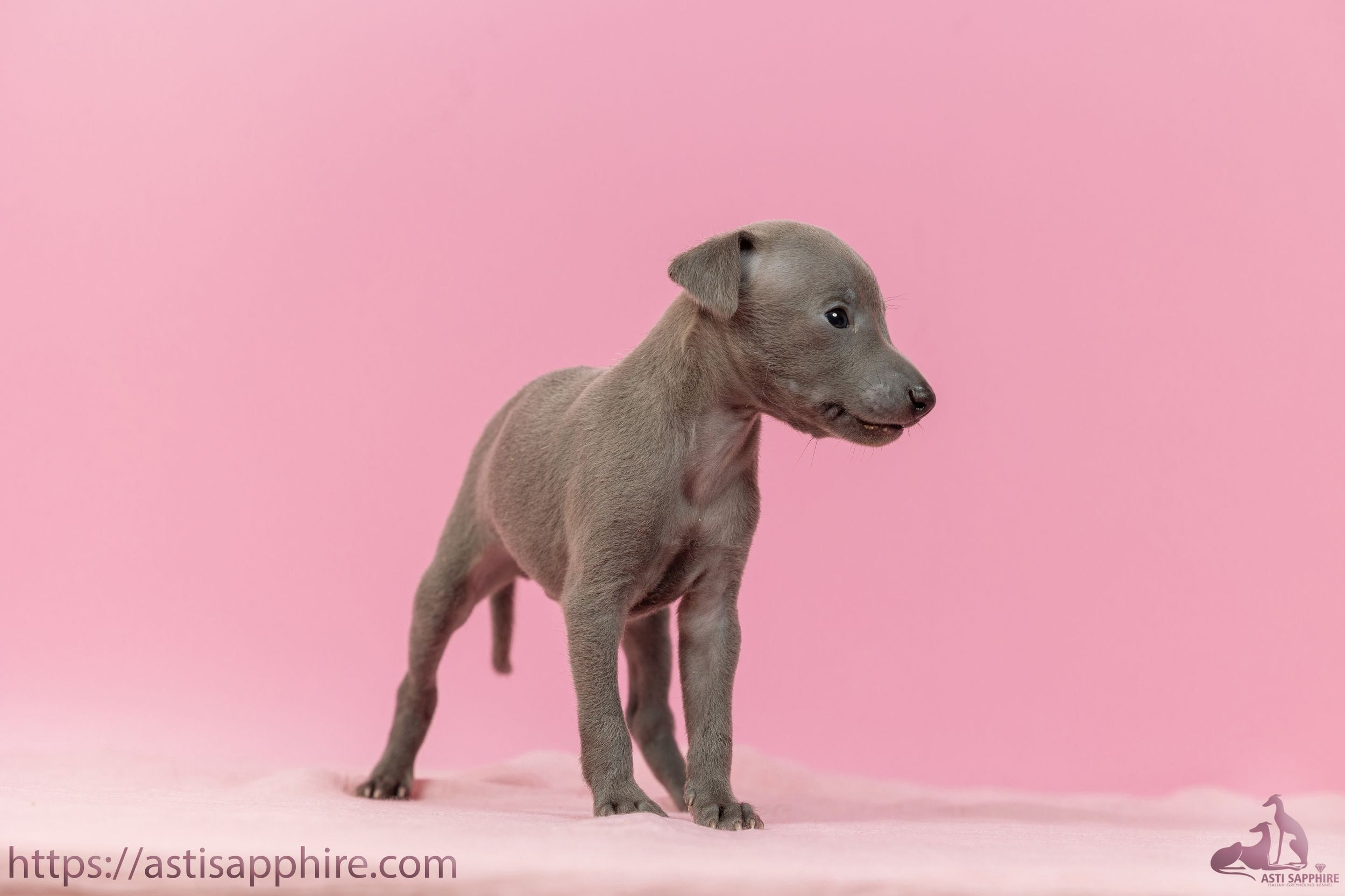 Июльские малыши. Professional Italian Greyhound Kennel RKF/FCI ASTI SAPPHIRE 💎 Sochi|St. Petersburg