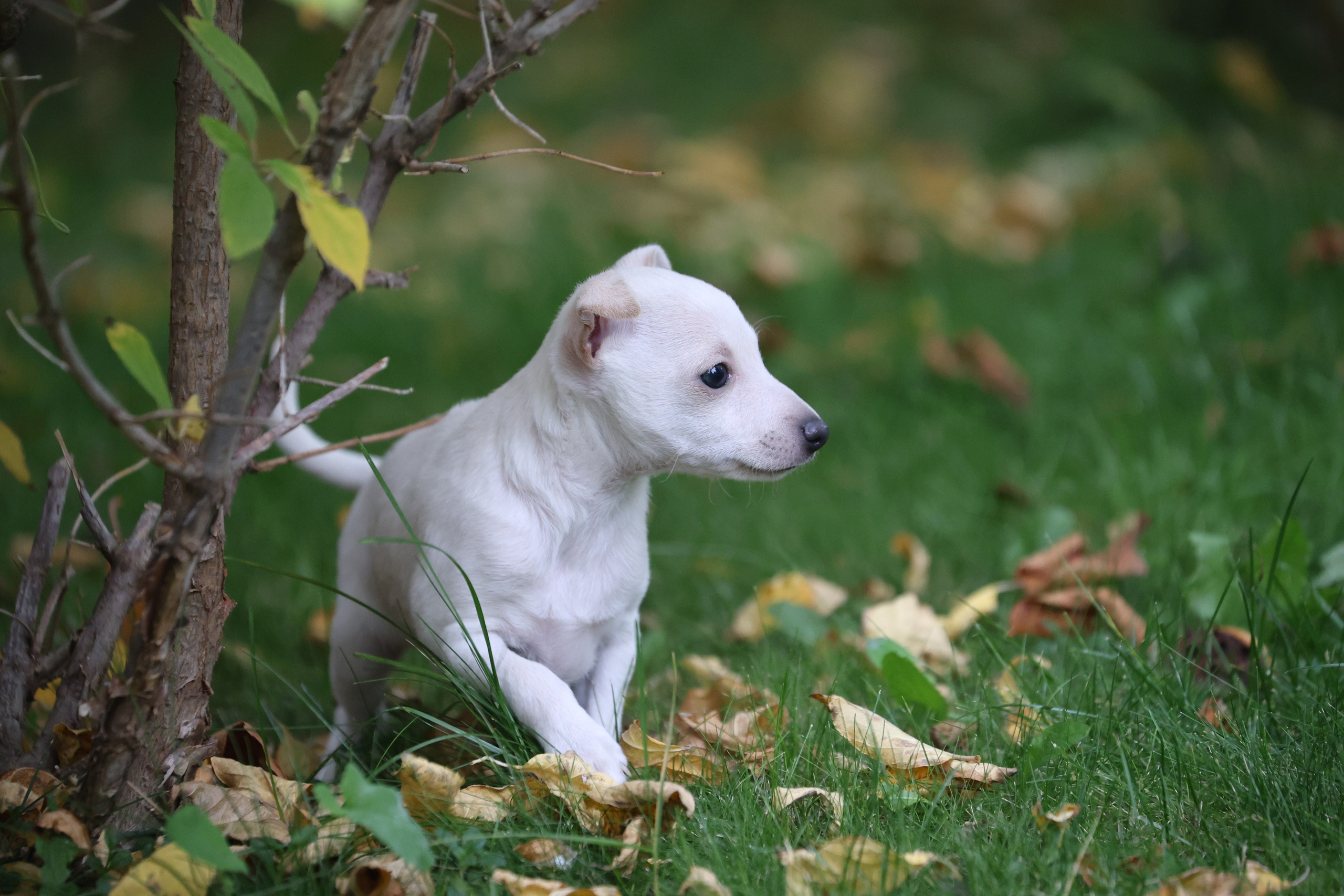 Жемчужные мальчики. Professional Italian Greyhound Kennel RKF/FCI ASTI SAPPHIRE 💎 Sochi|St. Petersburg