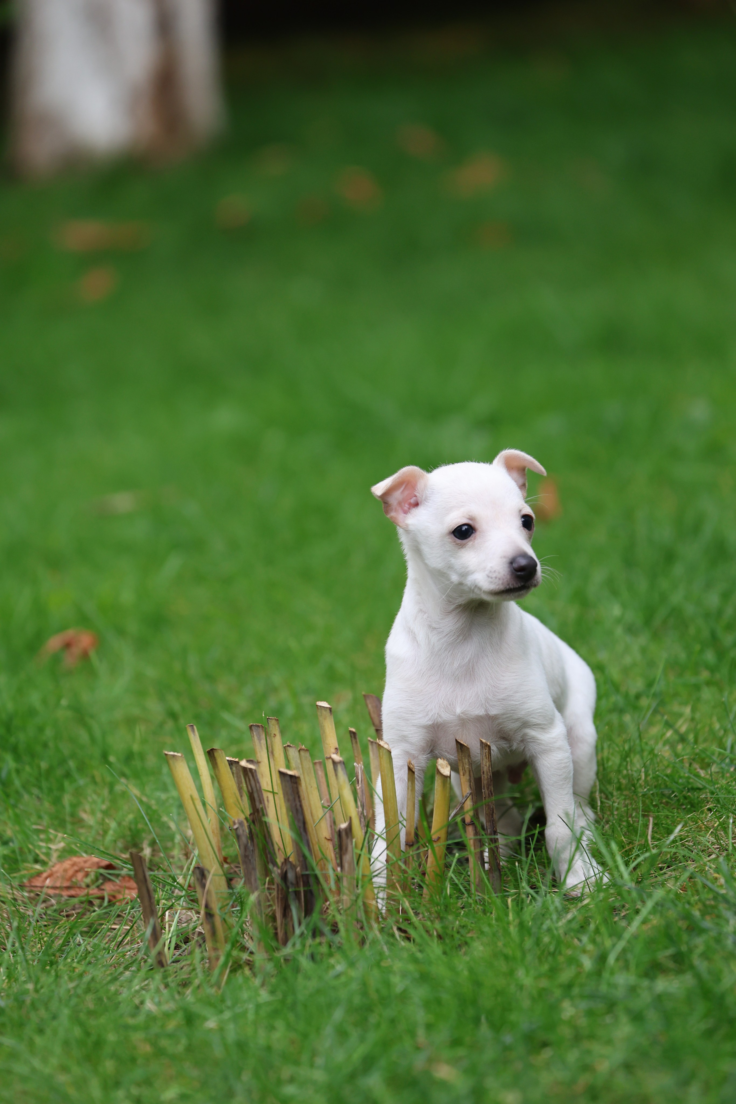 Жемчужные мальчики. Professional Italian Greyhound Kennel RKF/FCI ASTI SAPPHIRE 💎 Sochi|St. Petersburg