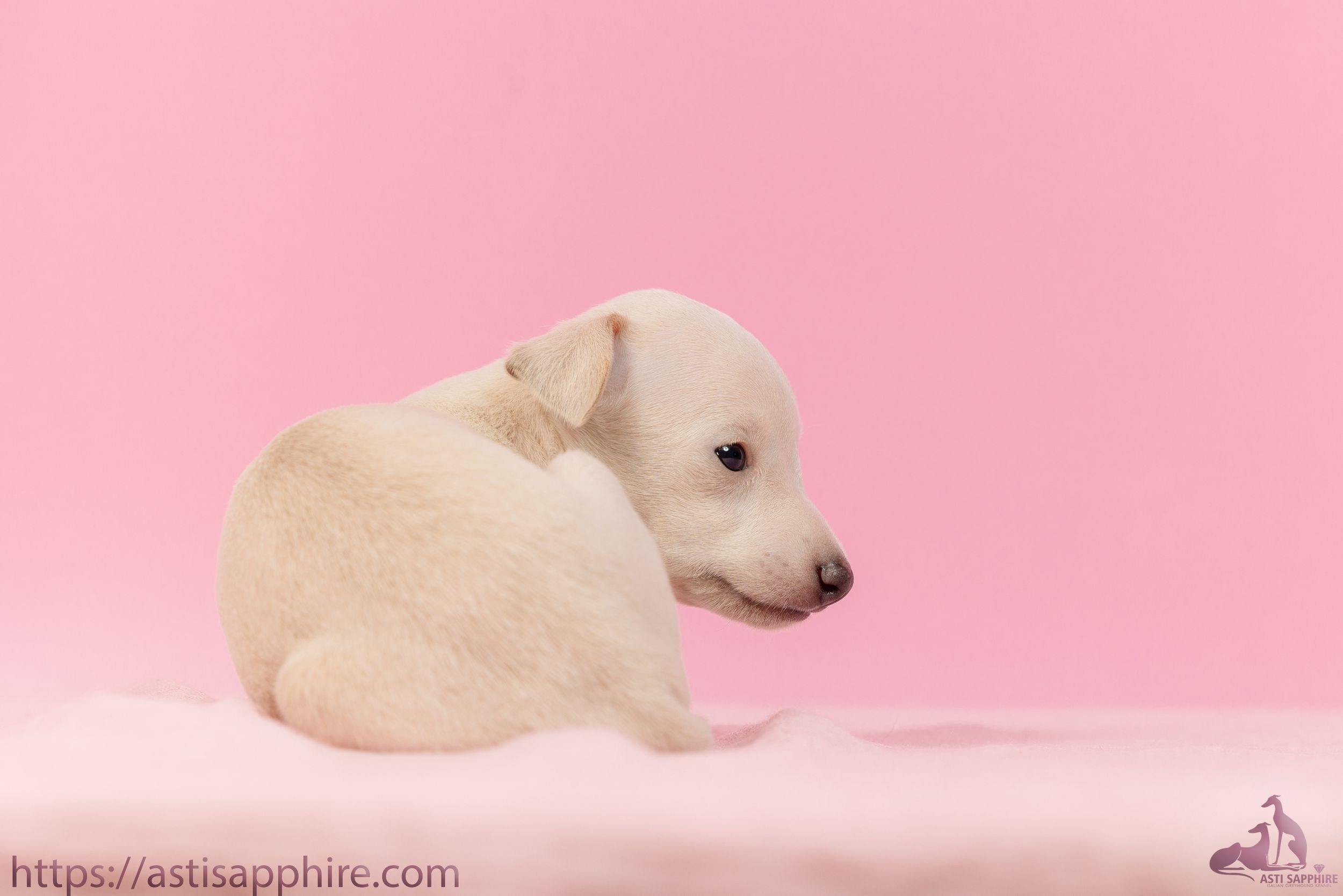 Июльские малыши. Professional Italian Greyhound Kennel RKF/FCI ASTI SAPPHIRE 💎 Sochi|St. Petersburg