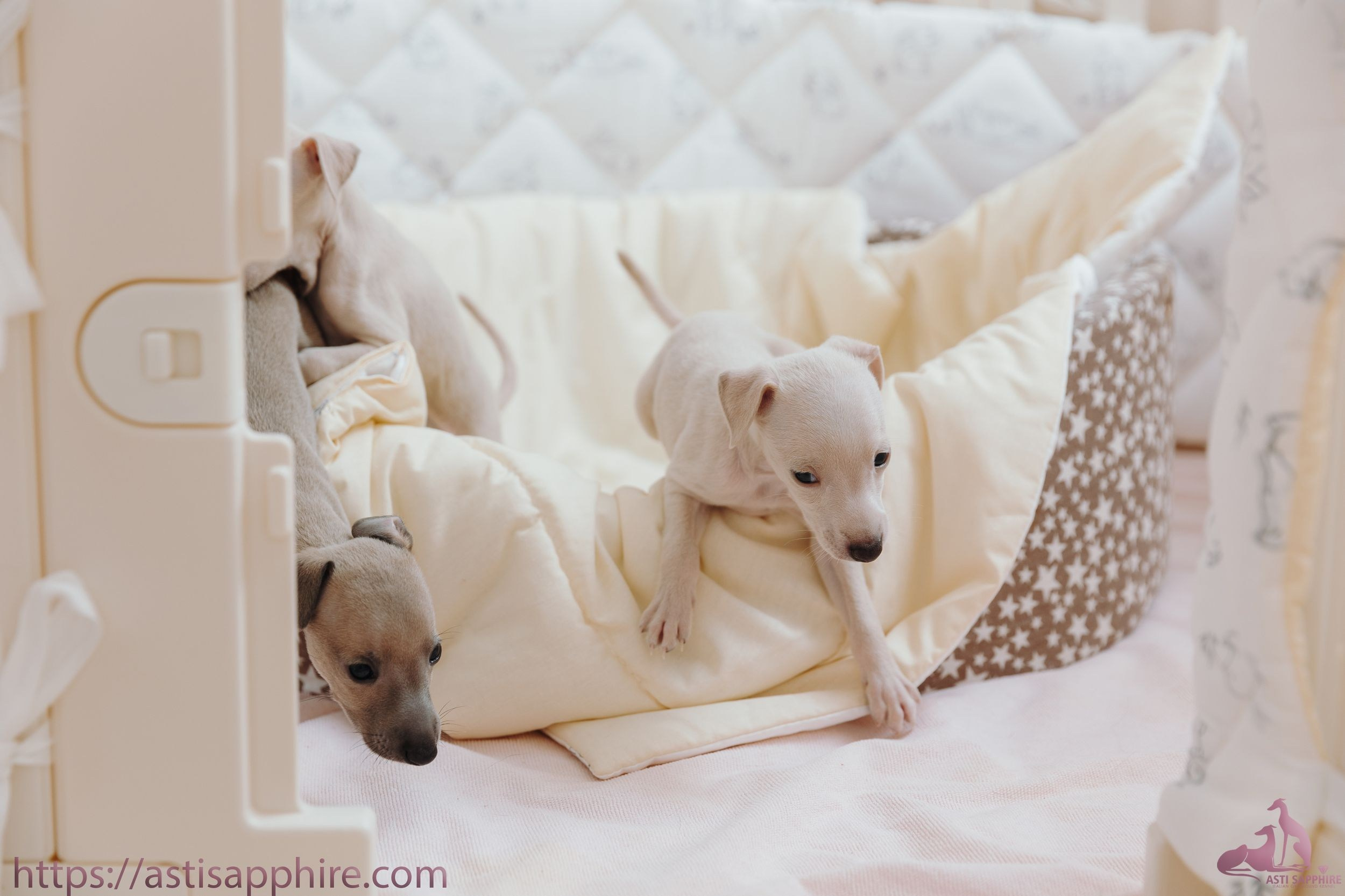 Июльские малыши. Professional Italian Greyhound Kennel RKF/FCI ASTI SAPPHIRE 💎 Sochi|St. Petersburg