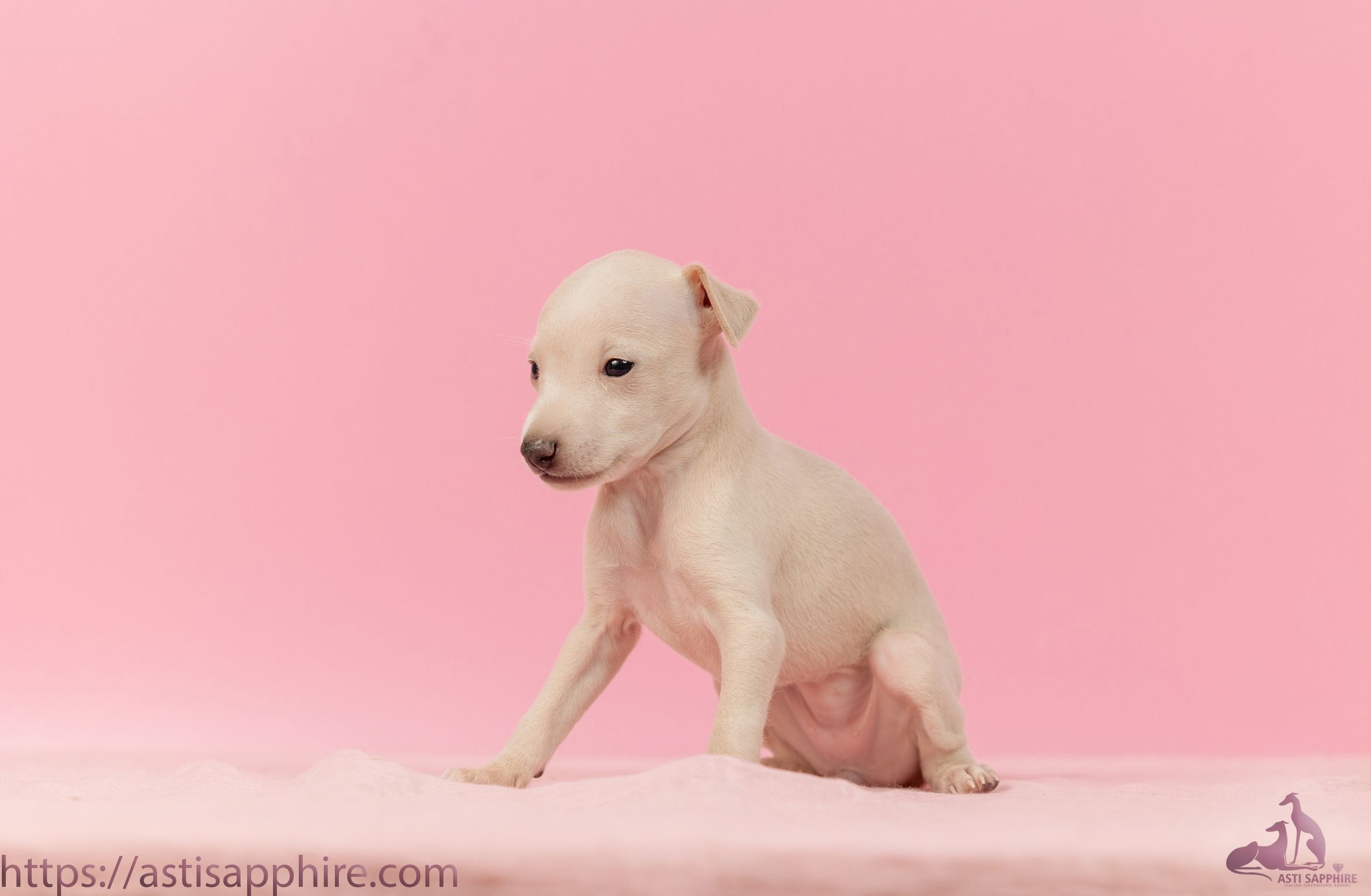 Июльские малыши. Professional Italian Greyhound Kennel RKF/FCI ASTI SAPPHIRE 💎 Sochi|St. Petersburg
