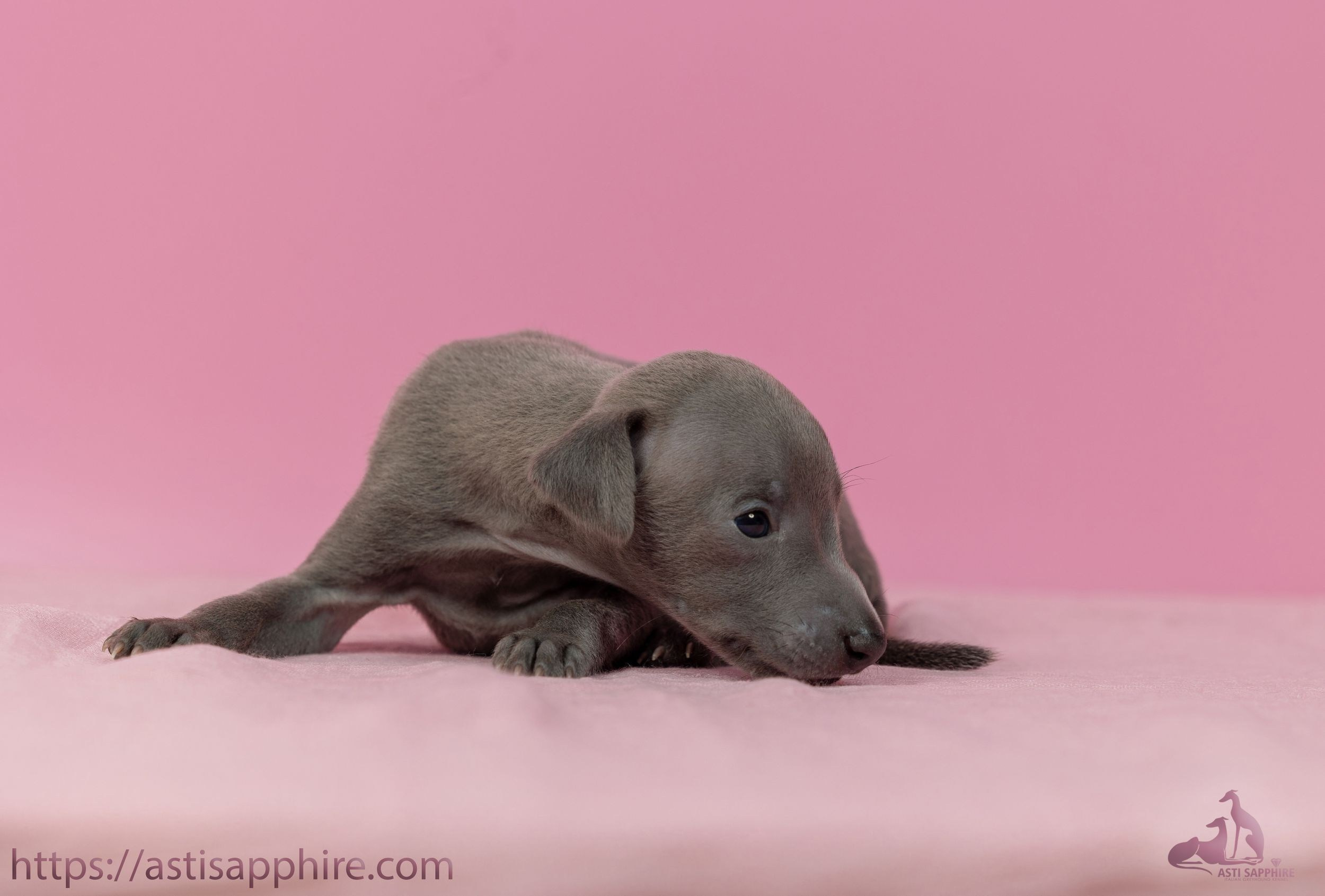 Июльские малыши. Professional Italian Greyhound Kennel RKF/FCI ASTI SAPPHIRE 💎 Sochi|St. Petersburg