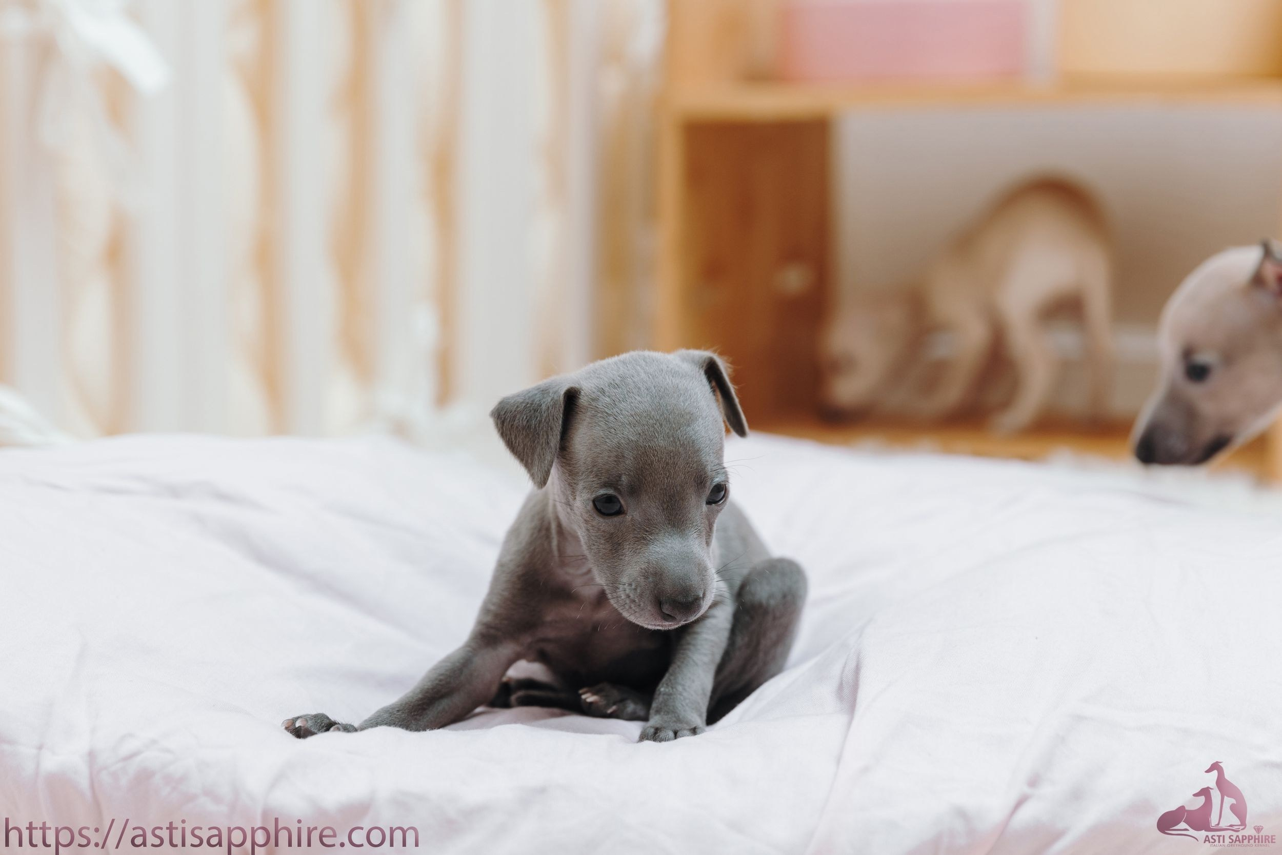 Июльские малыши. Professional Italian Greyhound Kennel RKF/FCI ASTI SAPPHIRE 💎 Sochi|St. Petersburg