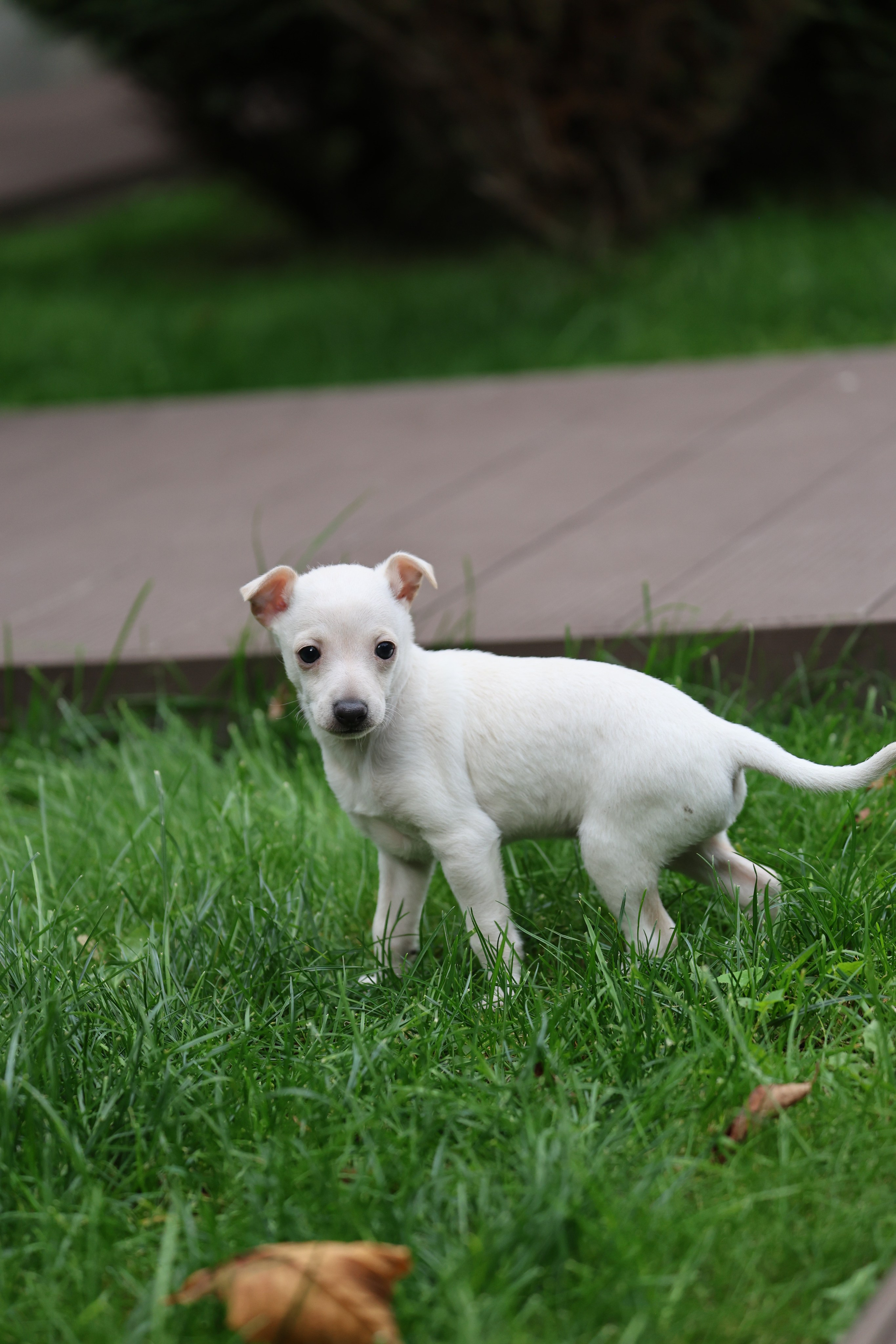 Жемчужные мальчики. Professional Italian Greyhound Kennel RKF/FCI ASTI SAPPHIRE 💎 Sochi|St. Petersburg