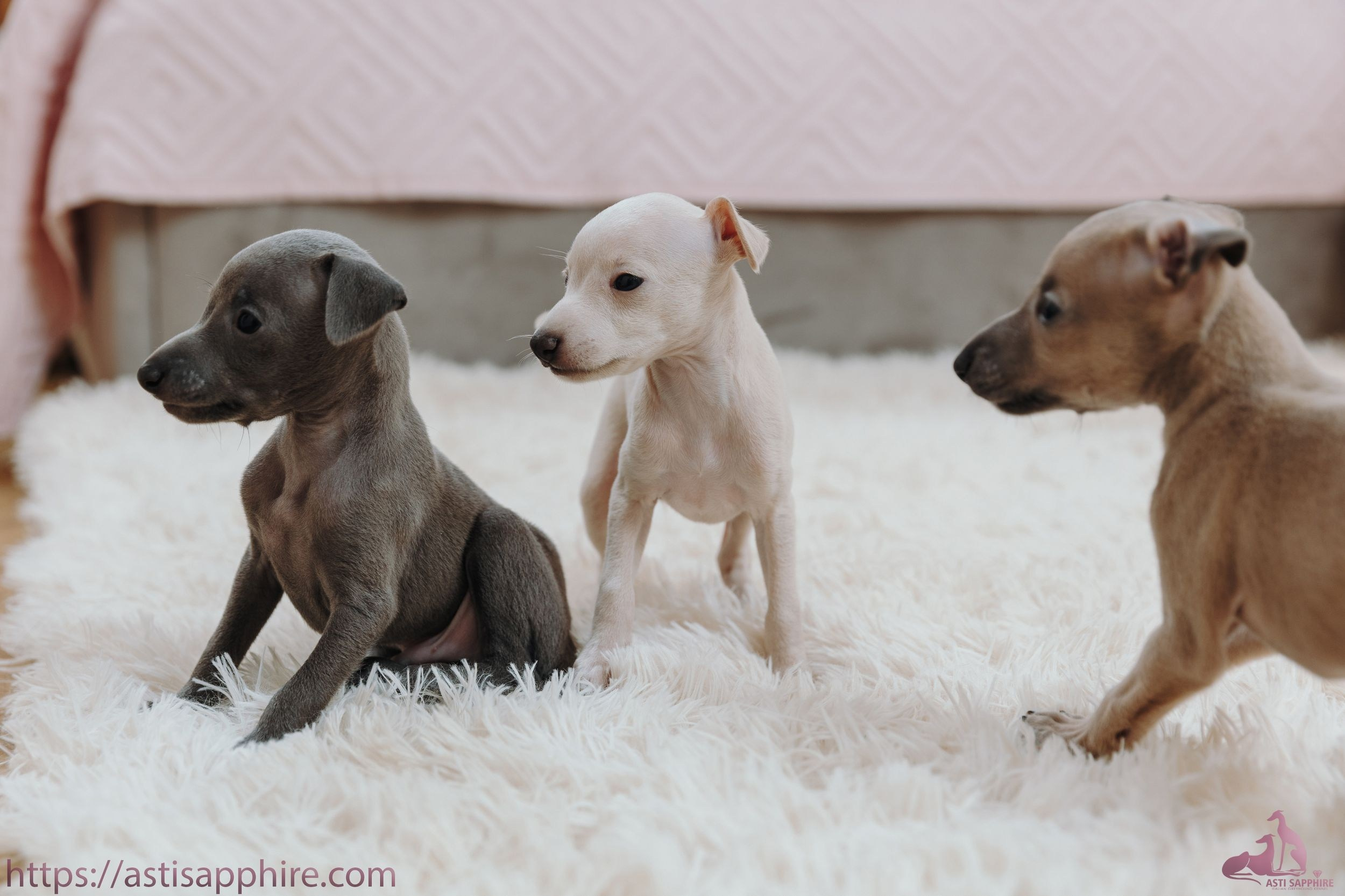 Июльские малыши. Professional Italian Greyhound Kennel RKF/FCI ASTI SAPPHIRE 💎 Sochi|St. Petersburg