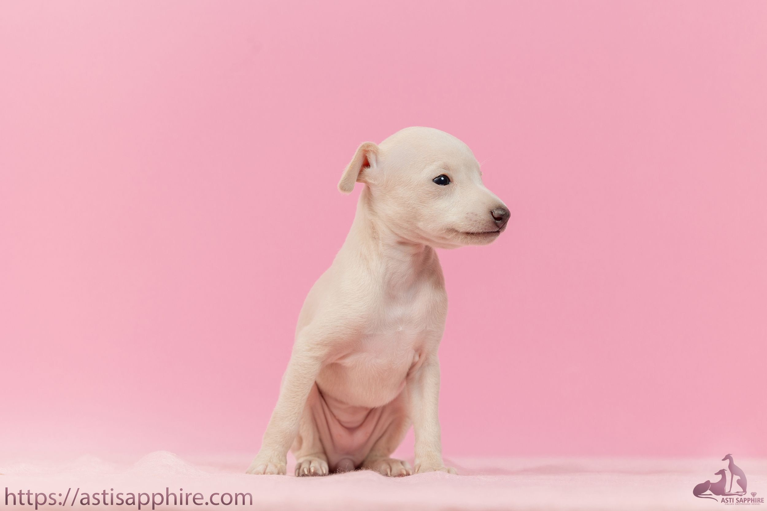 Июльские малыши. Professional Italian Greyhound Kennel RKF/FCI ASTI SAPPHIRE 💎 Sochi|St. Petersburg