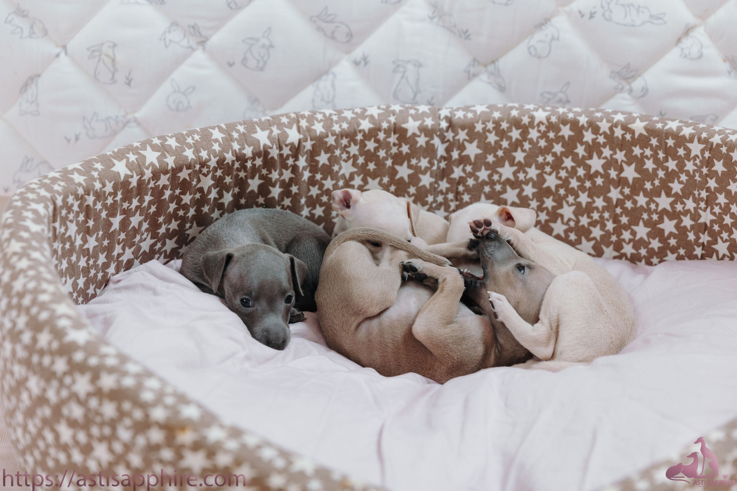 Июльские малыши. Professional Italian Greyhound Kennel RKF/FCI ASTI SAPPHIRE 💎 Sochi|St. Petersburg