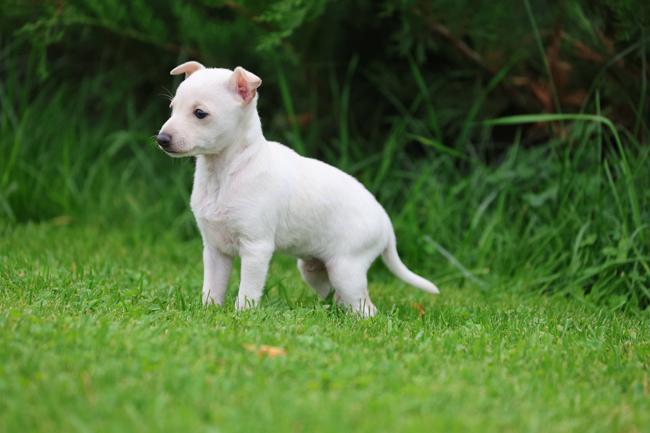 Жемчужные мальчики. Professional Italian Greyhound Kennel RKF/FCI ASTI SAPPHIRE 💎 Sochi|St. Petersburg