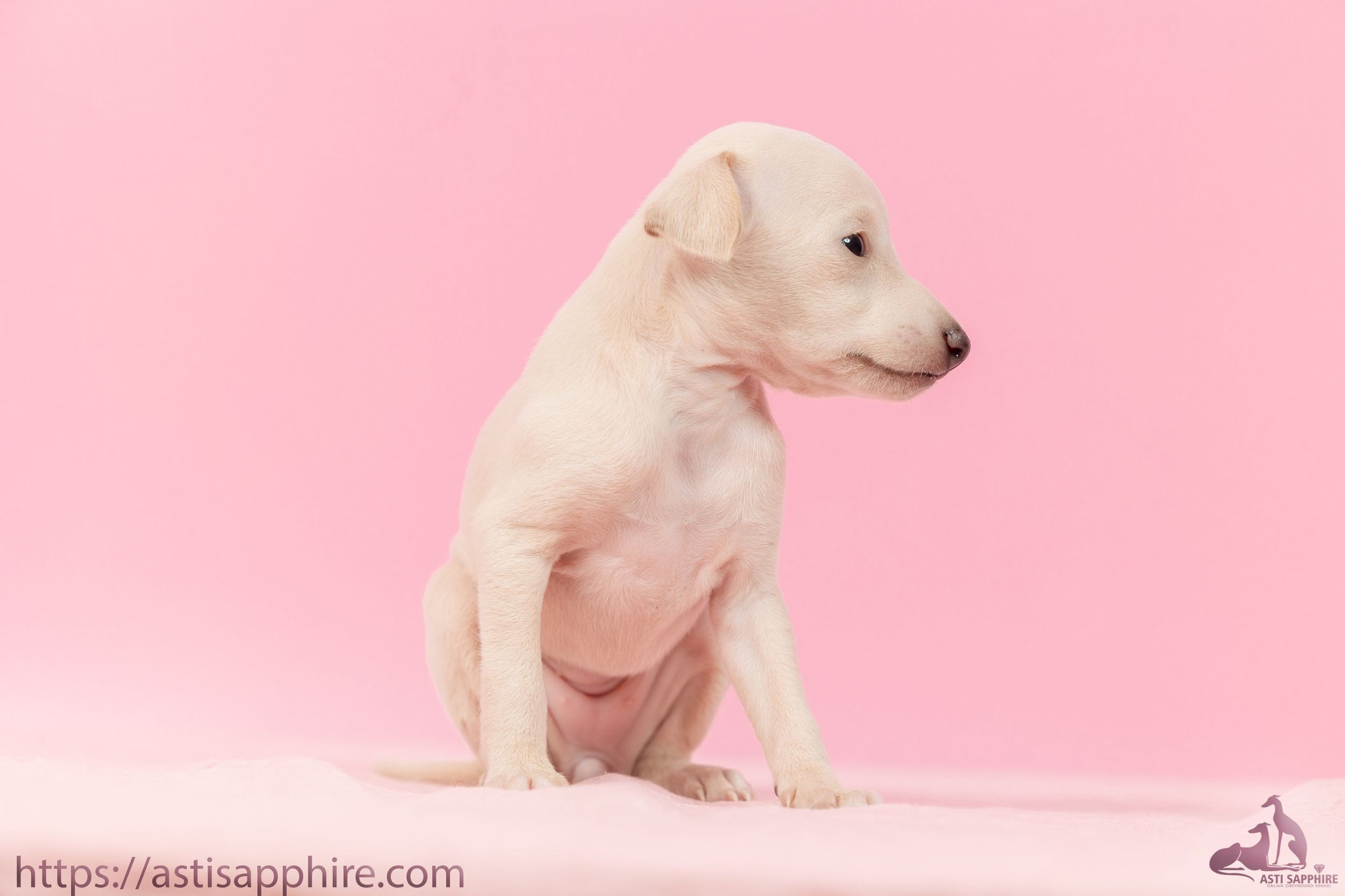 Июльские малыши. Professional Italian Greyhound Kennel RKF/FCI ASTI SAPPHIRE 💎 Sochi|St. Petersburg