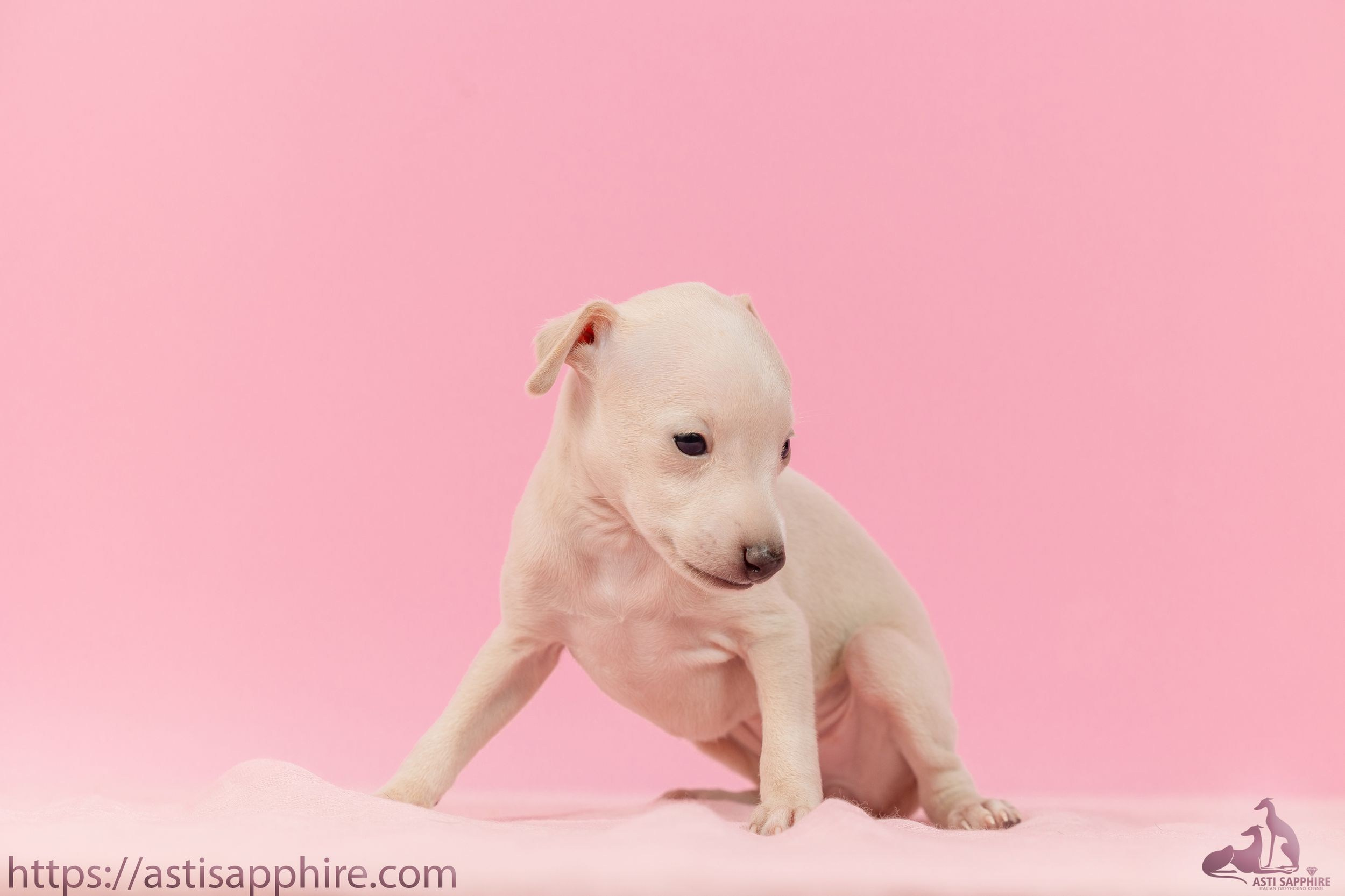 Июльские малыши. Professional Italian Greyhound Kennel RKF/FCI ASTI SAPPHIRE 💎 Sochi|St. Petersburg