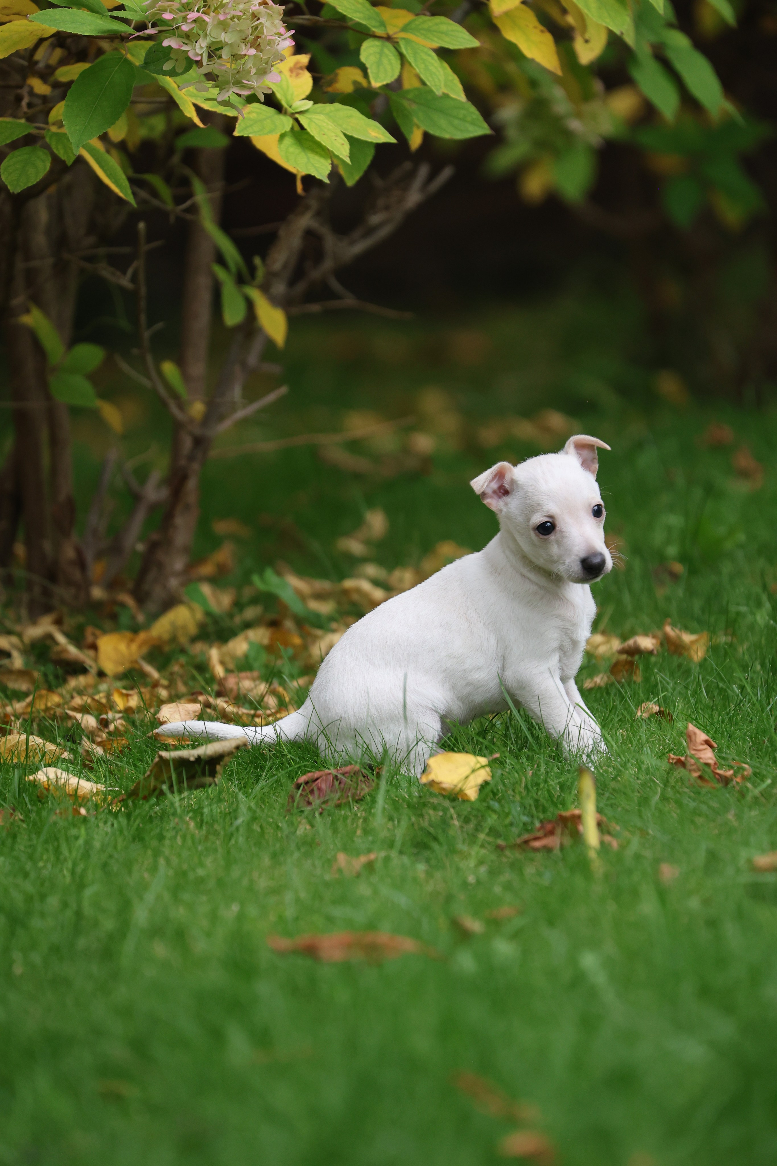 Жемчужные мальчики. Professional Italian Greyhound Kennel RKF/FCI ASTI SAPPHIRE 💎 Sochi|St. Petersburg