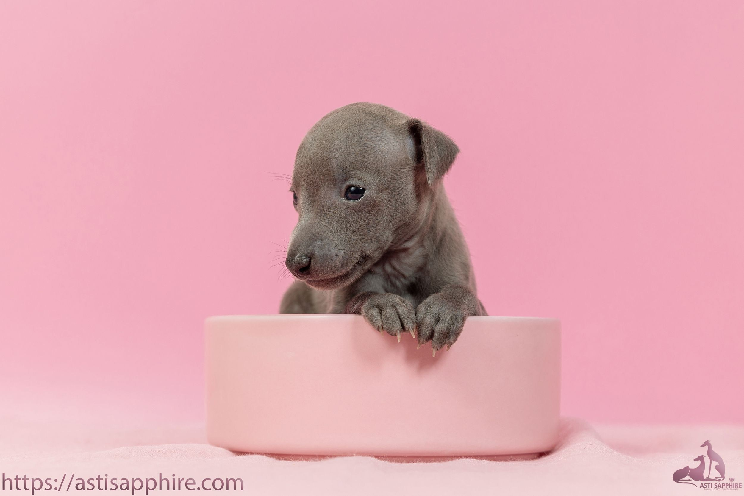 Июльские малыши. Professional Italian Greyhound Kennel RKF/FCI ASTI SAPPHIRE 💎 Sochi|St. Petersburg