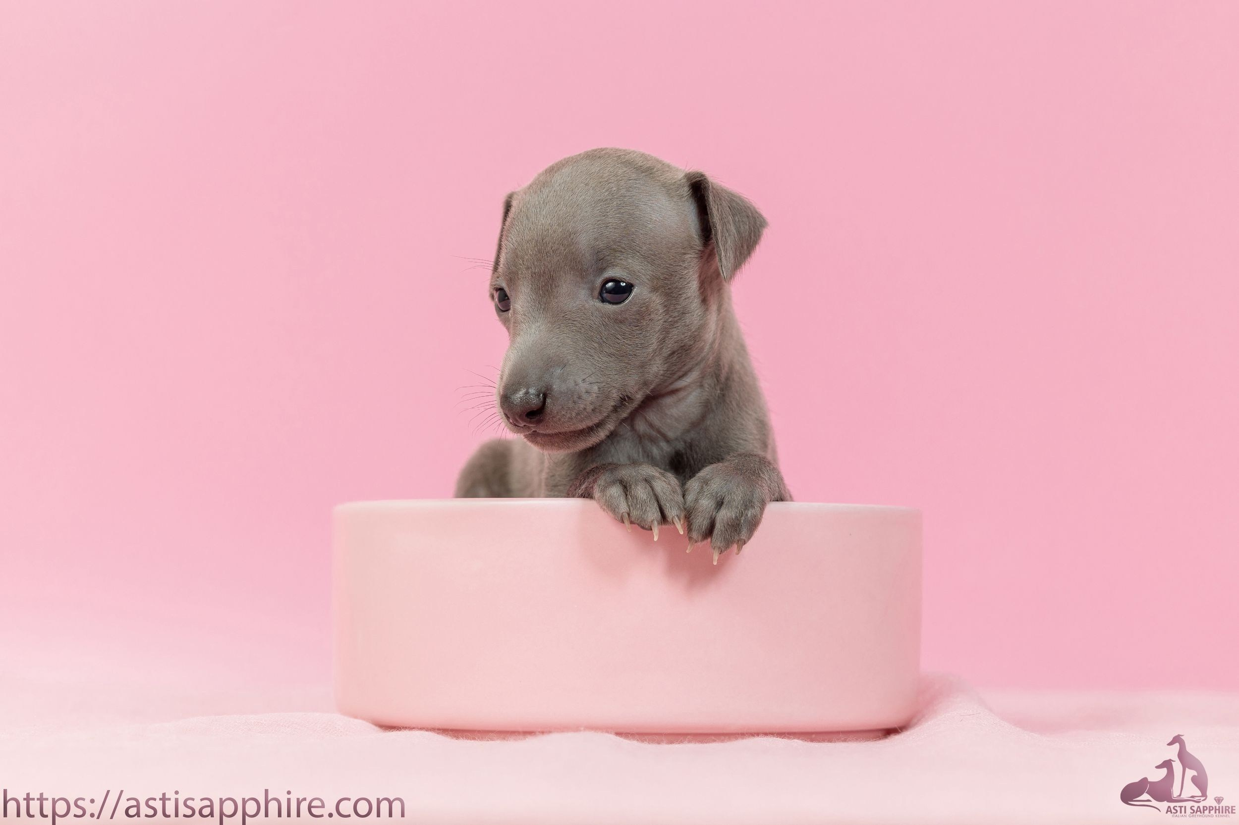Июльские малыши. Professional Italian Greyhound Kennel RKF/FCI ASTI SAPPHIRE 💎 Sochi|St. Petersburg