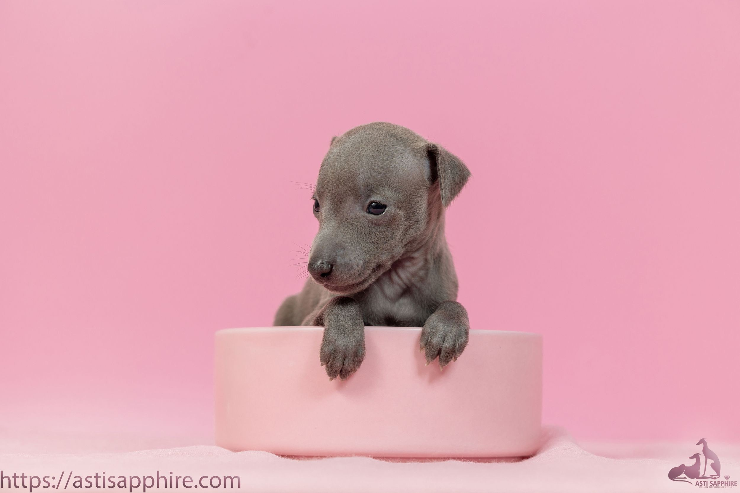 Июльские малыши. Professional Italian Greyhound Kennel RKF/FCI ASTI SAPPHIRE 💎 Sochi|St. Petersburg