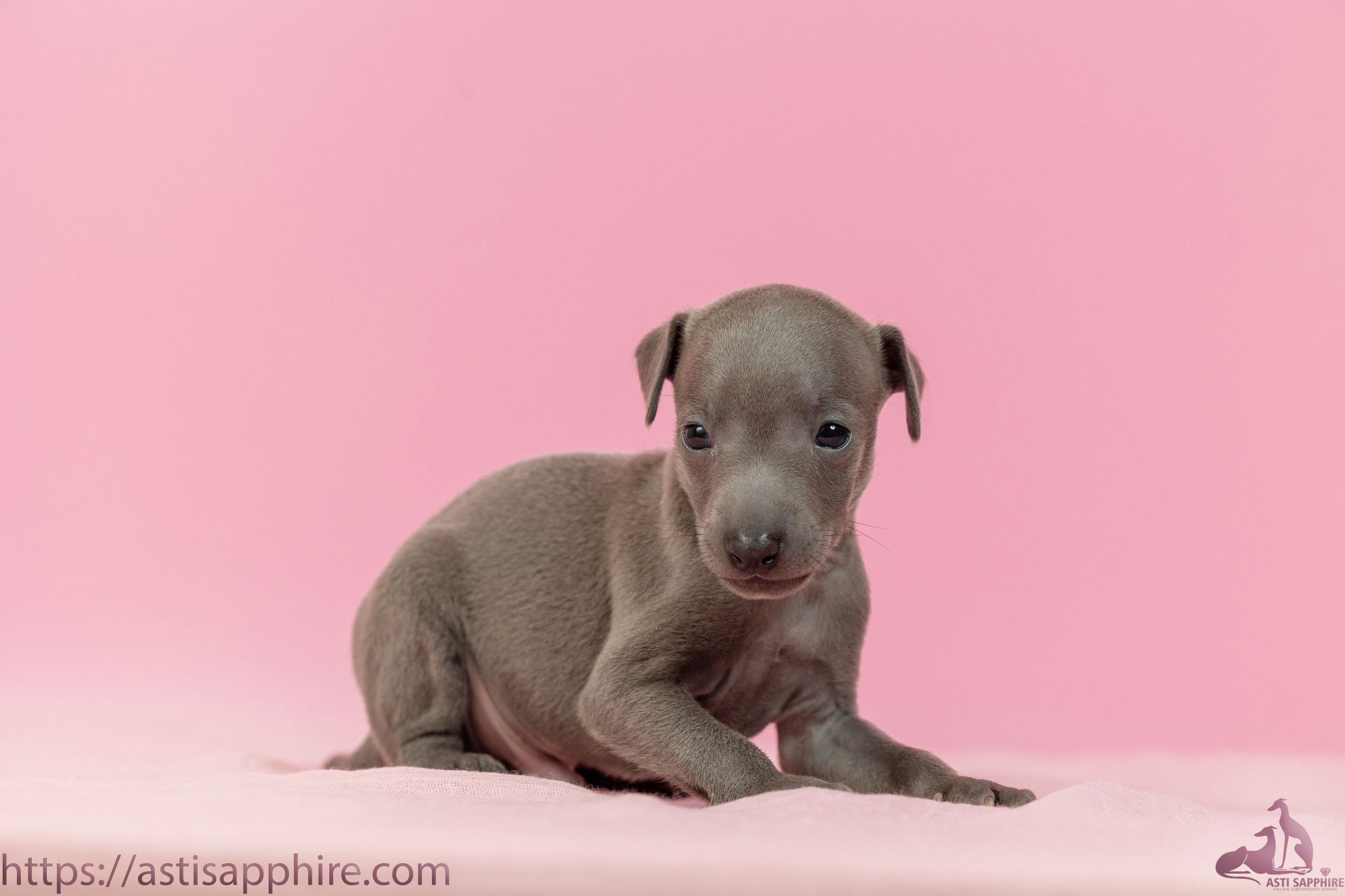 Июльские малыши. Professional Italian Greyhound Kennel RKF/FCI ASTI SAPPHIRE 💎 Sochi|St. Petersburg