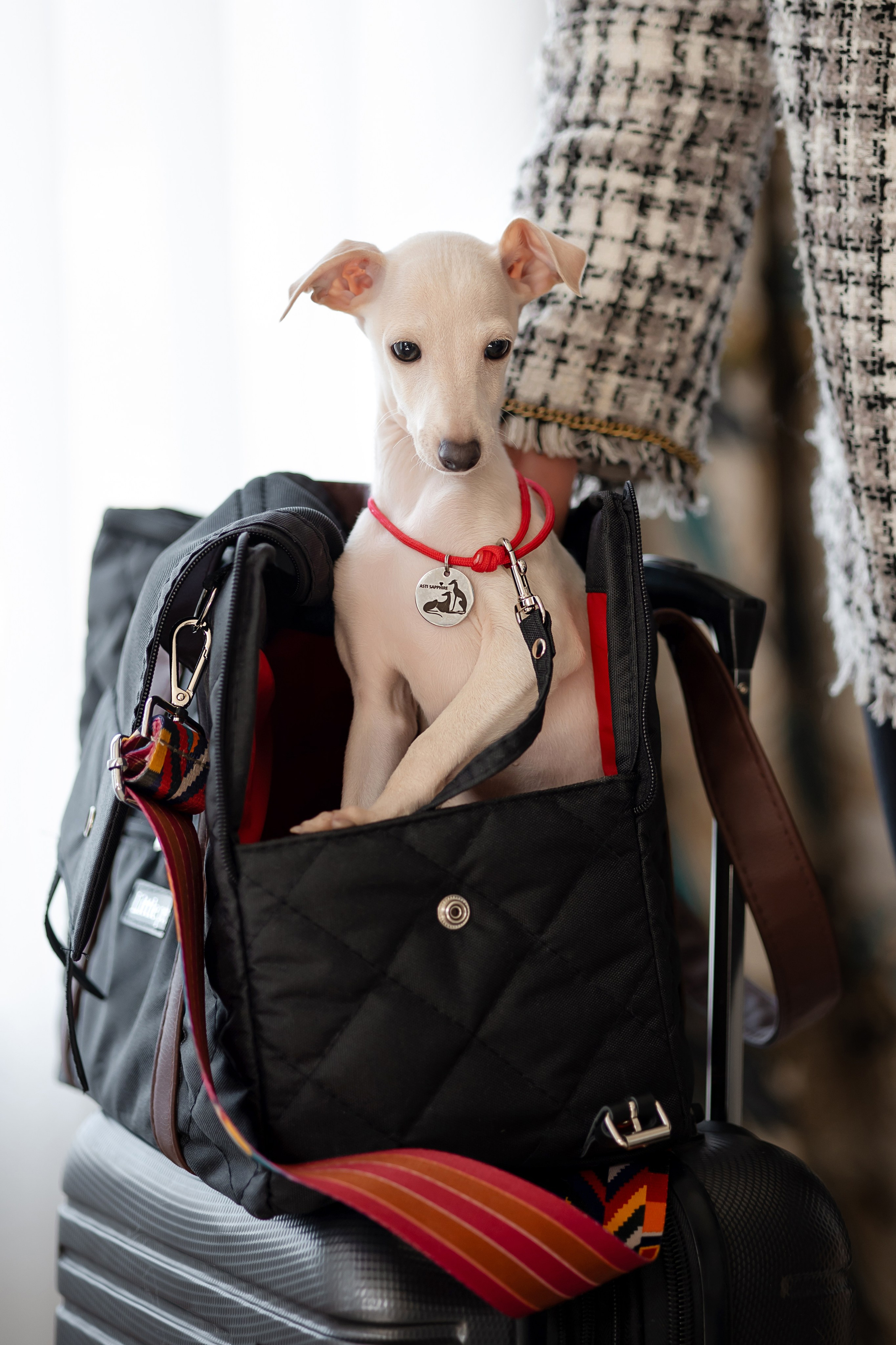 Авиапереноски. Professional Italian Greyhound Kennel RKF/FCI ASTI SAPPHIRE 💎 Sochi|St. Petersburg